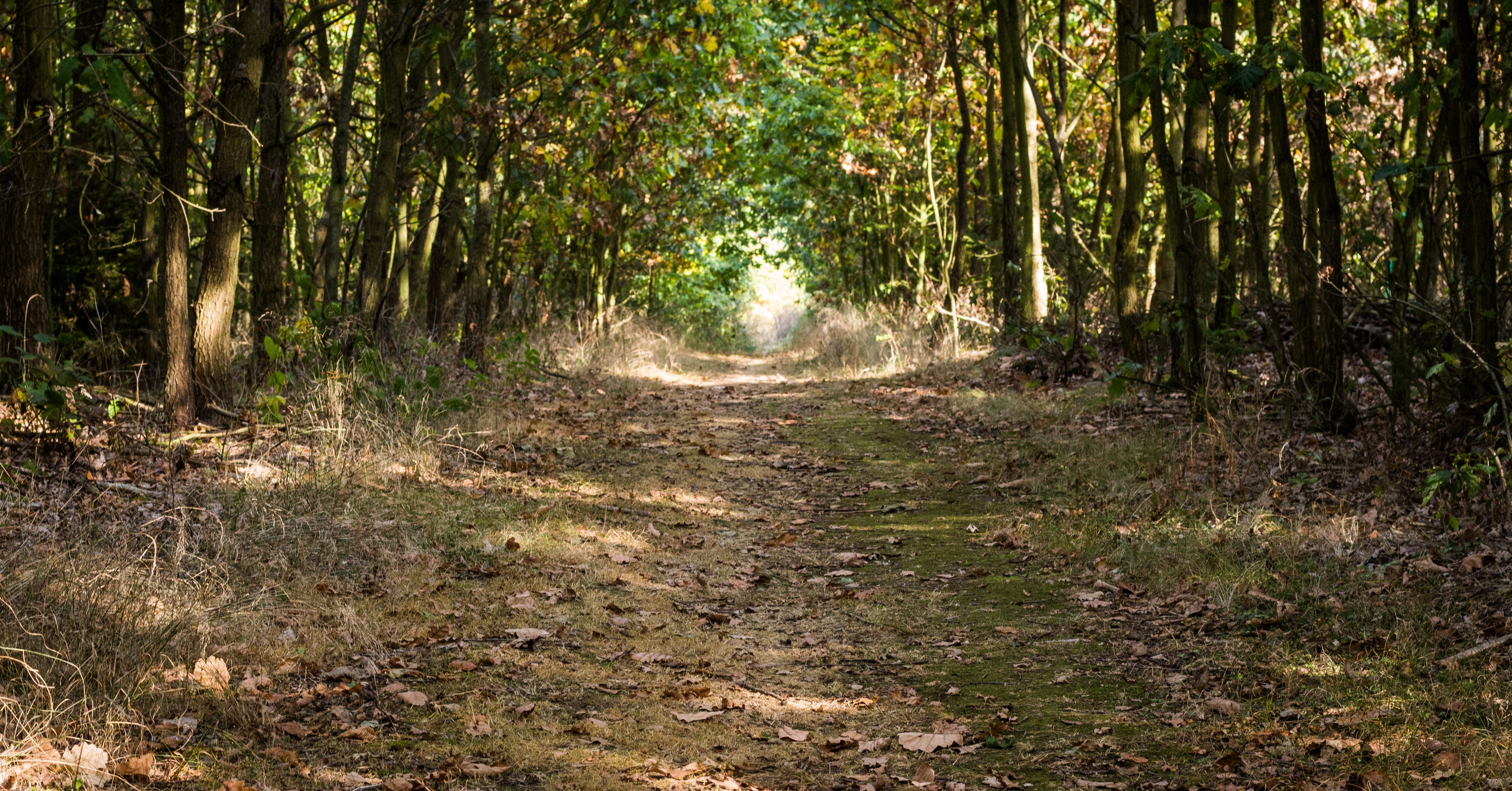 transported, the way forward, walk, grass, direction, admiration, wooden, Trail, Forest, green Color, plant, day, bamboo - plant, life, sheet, beauty, run, HD Wallpaper