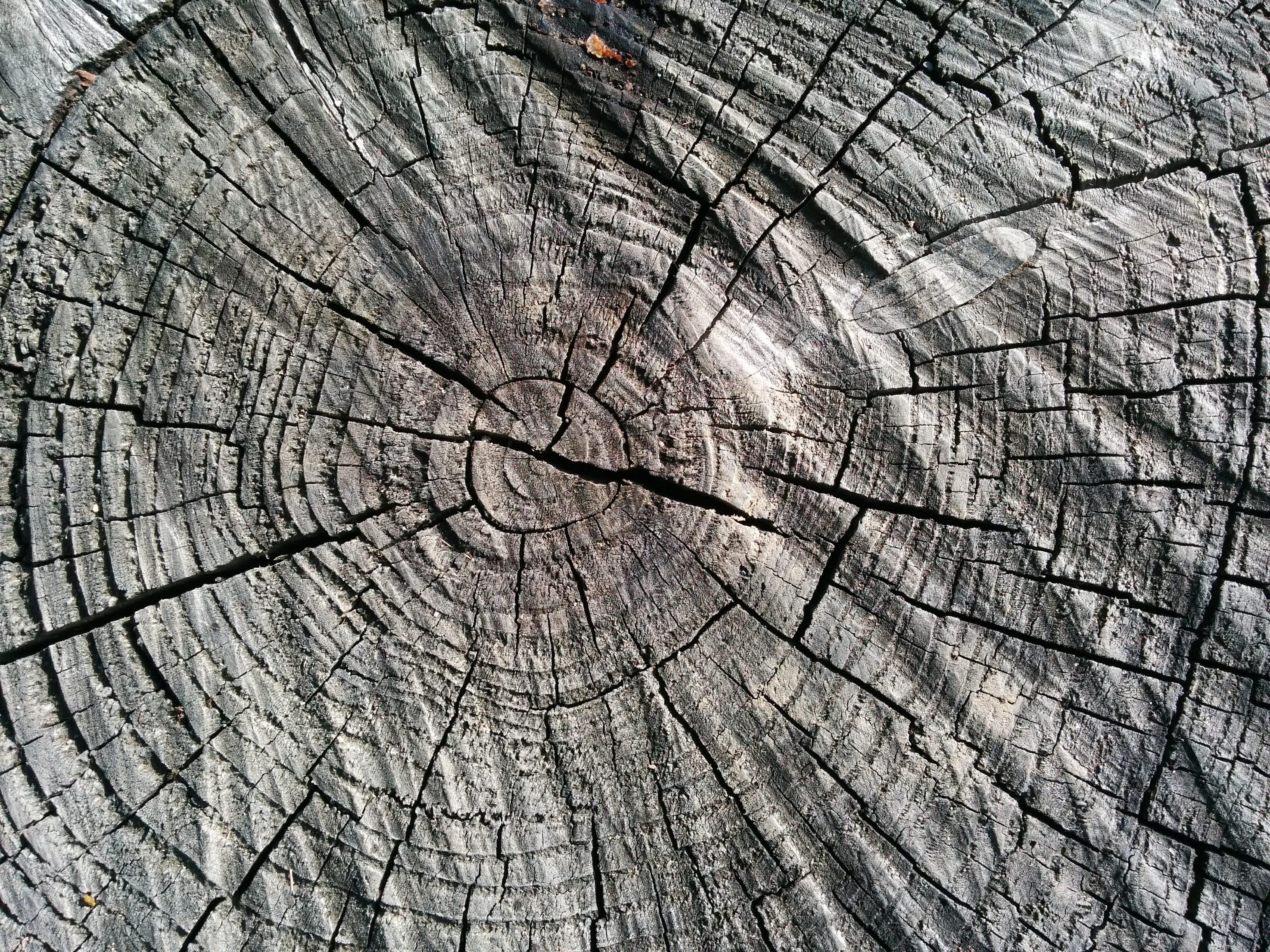 tree, background, brown, pattern, abstract, close-up, Wood, cracked, tree Stump, backgrounds, trunk, no people, nature, wood grain, day, plant, cross section, HD Wallpaper