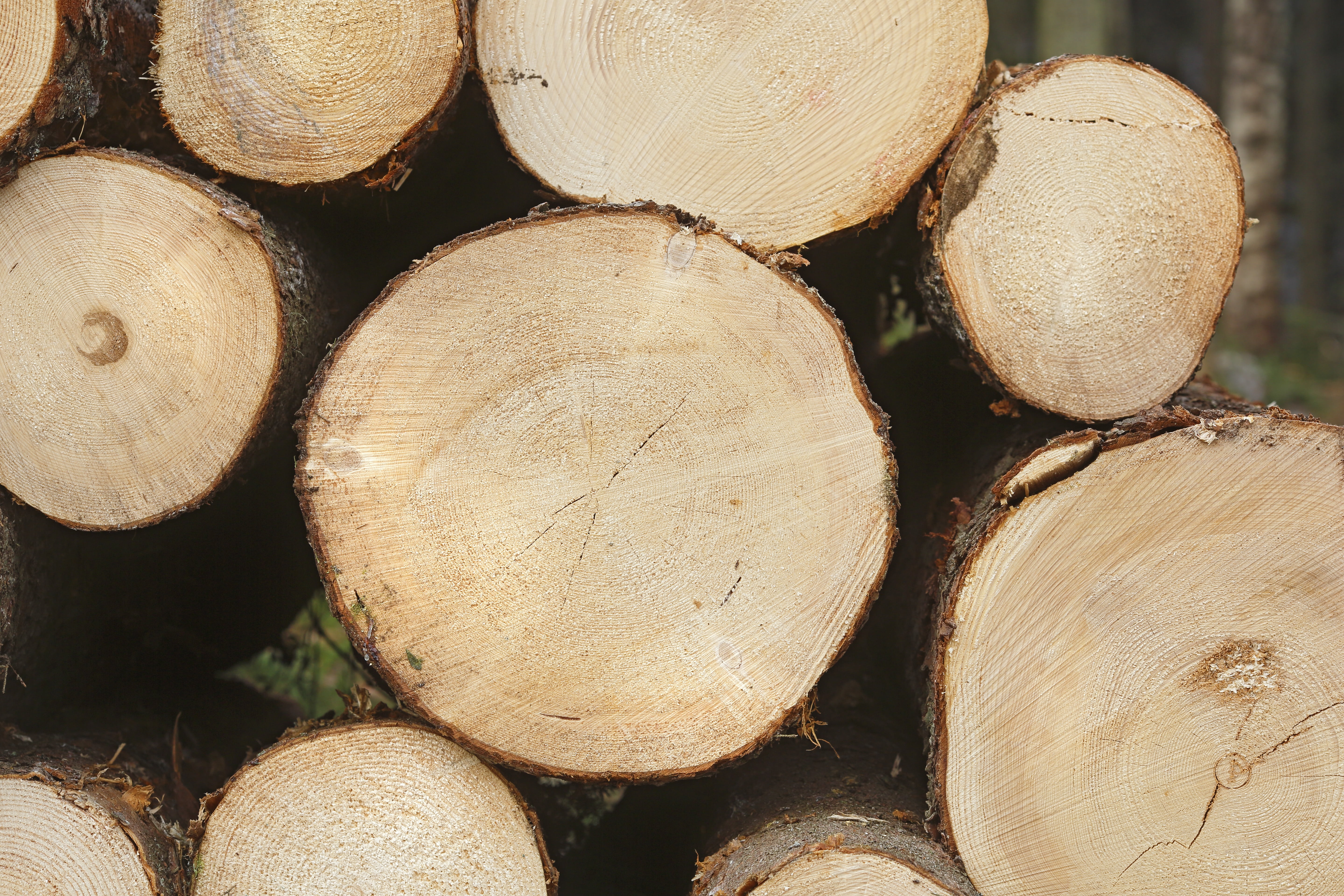 tree, firewood, bark, spruce forest, wood, forest, softwood, woodland, deforestation, textured, nature, conifer, tree Trunk, lumber Industry, circle, 5K, HD Wallpaper