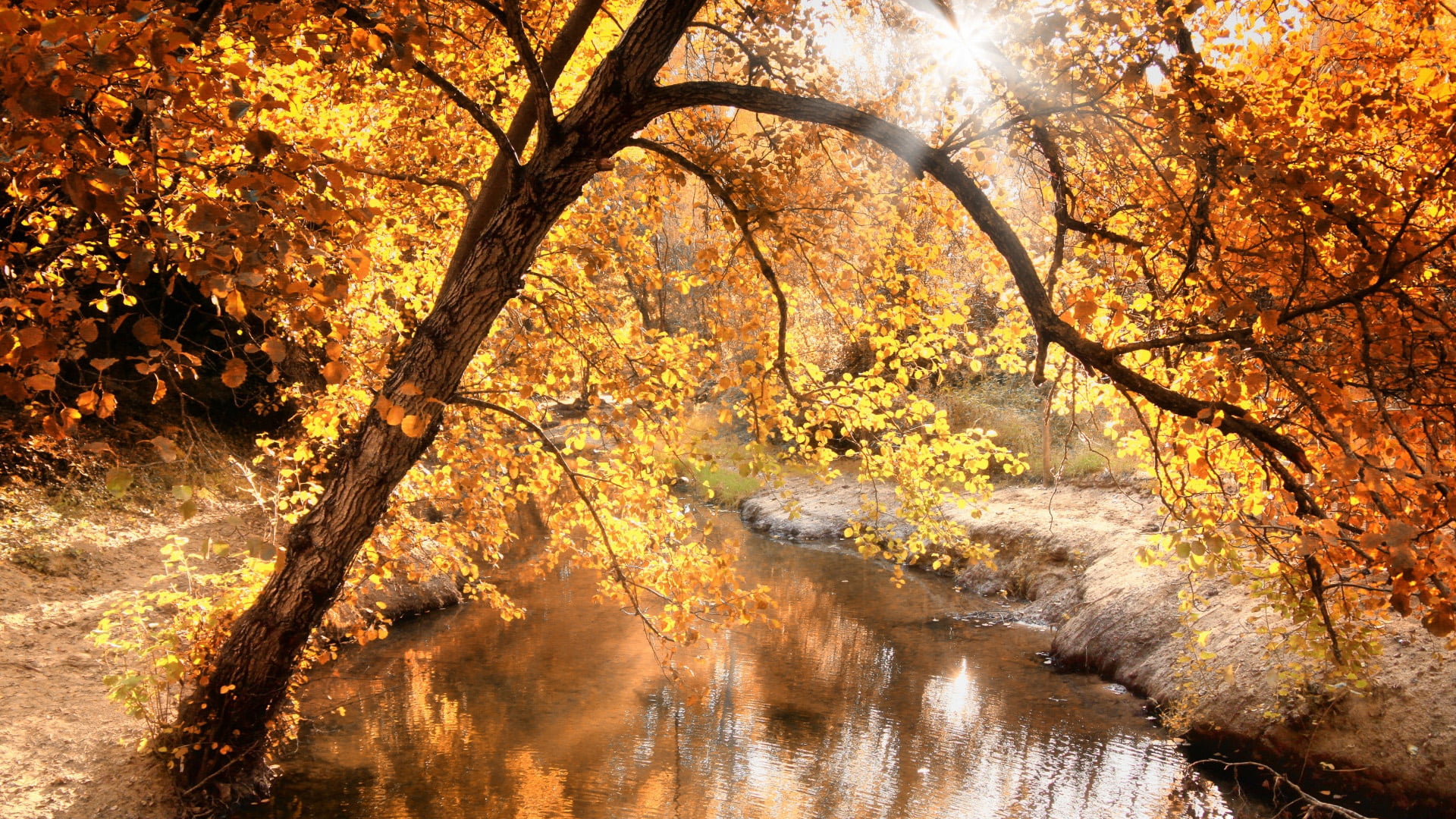 old, garden, sunlight, leaves, autumn, plant, sun, flowing water, november, orange color, trunk, season, outdoors, sky, colorful, oak, summer, scenics - nature, HD Wallpaper