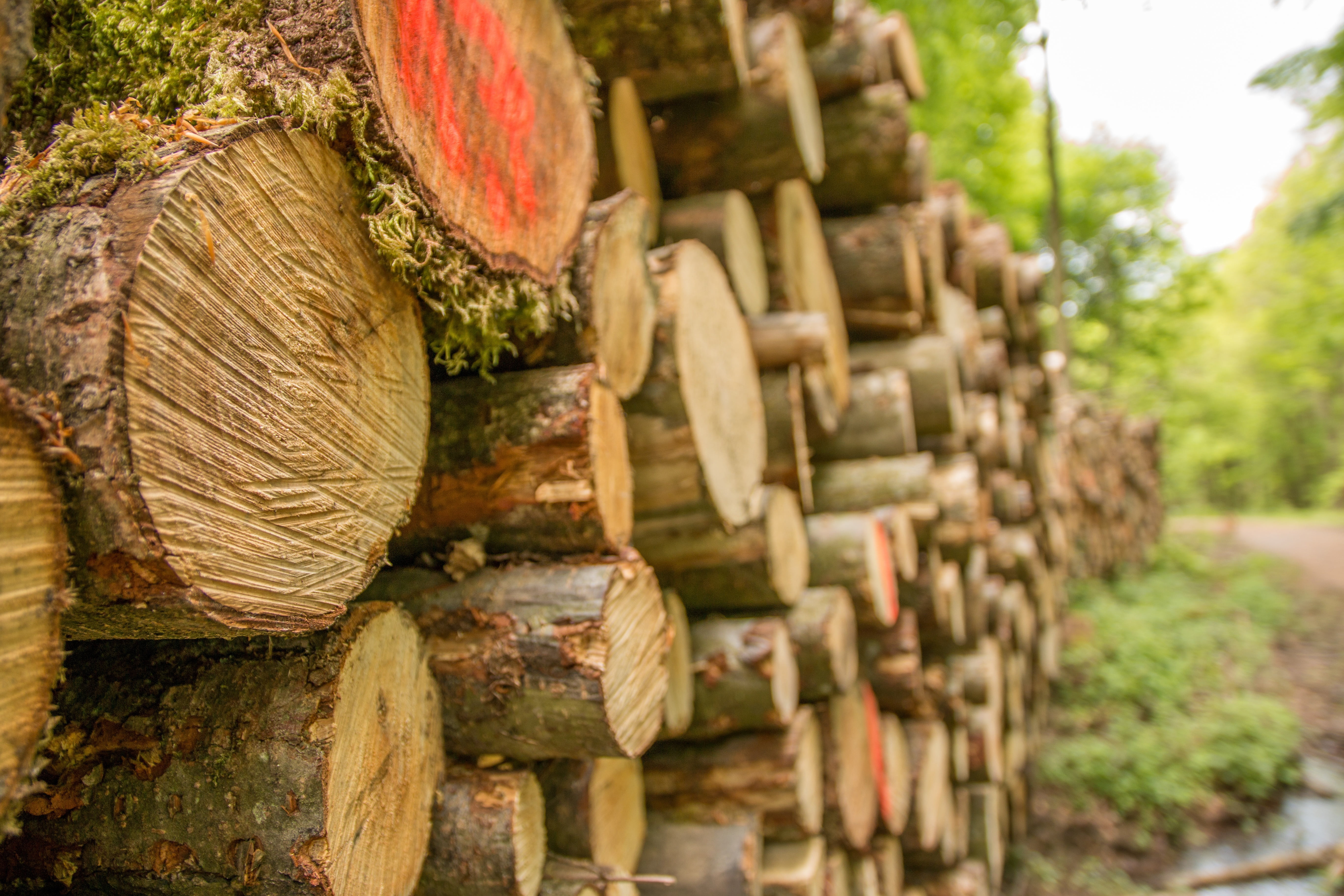 lumber Industry, fuel and power generation, storage, brown, deforestation, cut, wood, nature, woodpile, woodland, cross Section, close, timber, tree, heap, HD Wallpaper