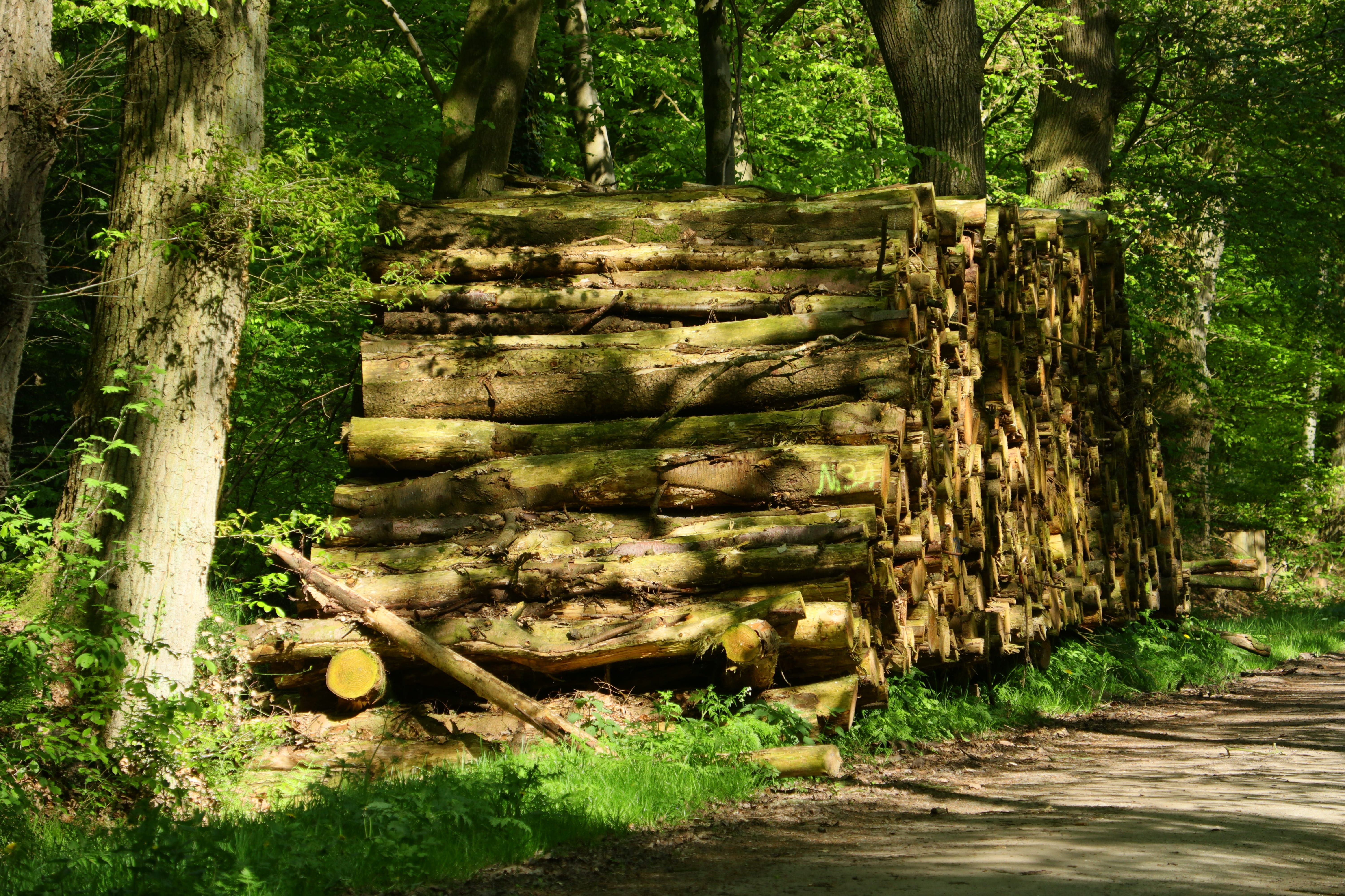 tree, wood - material, background, trunk, marketing, outdoors, tree trunk, structure, direction, storage, sawed off, the way forward, strains, land, mood, HD Wallpaper