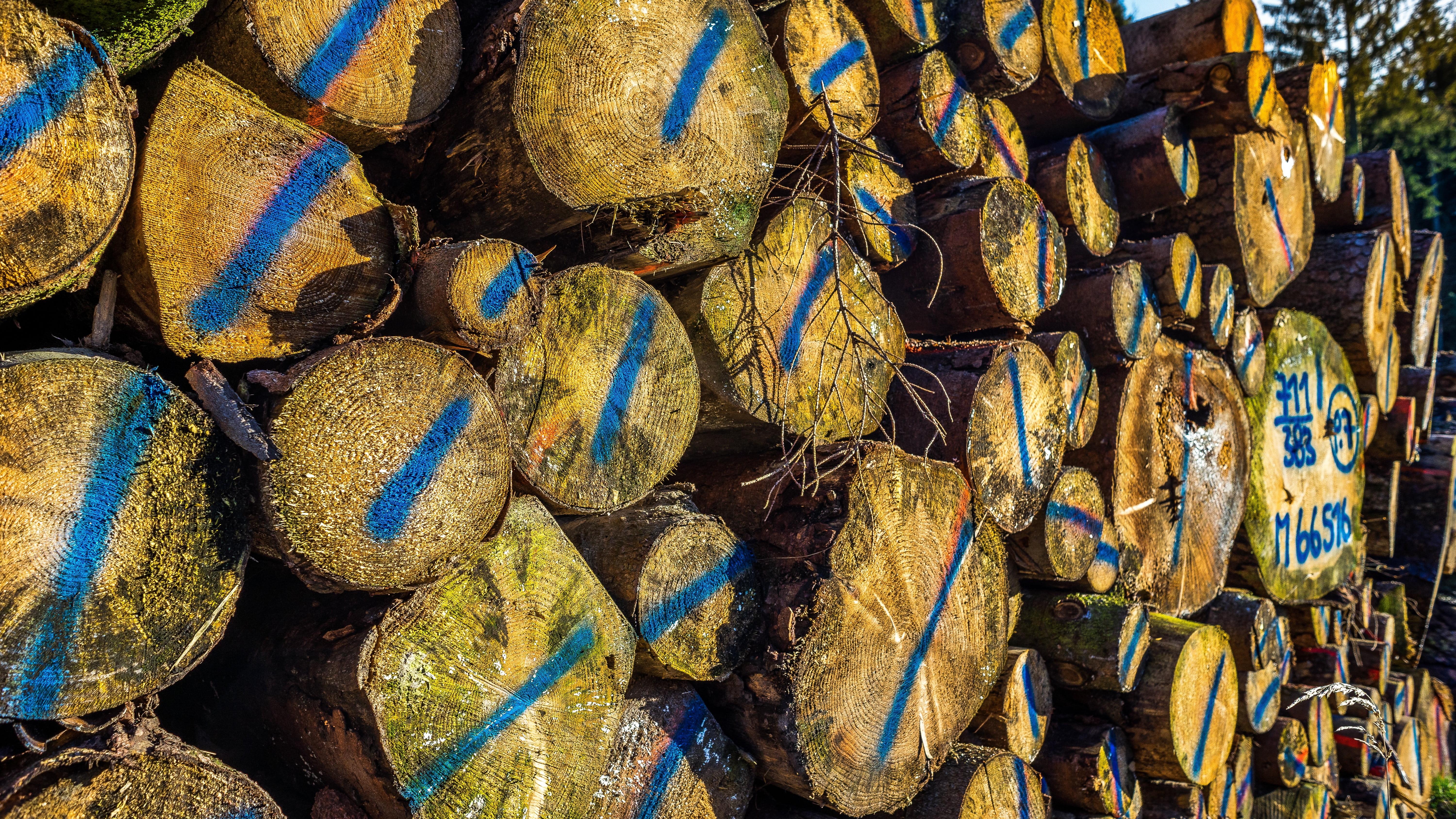 textured, timber, fishing industry, strains, still life, stack, 5K, day, large group of objects, fishing, retail, outdoors, arrangement, market, full frame, HD Wallpaper