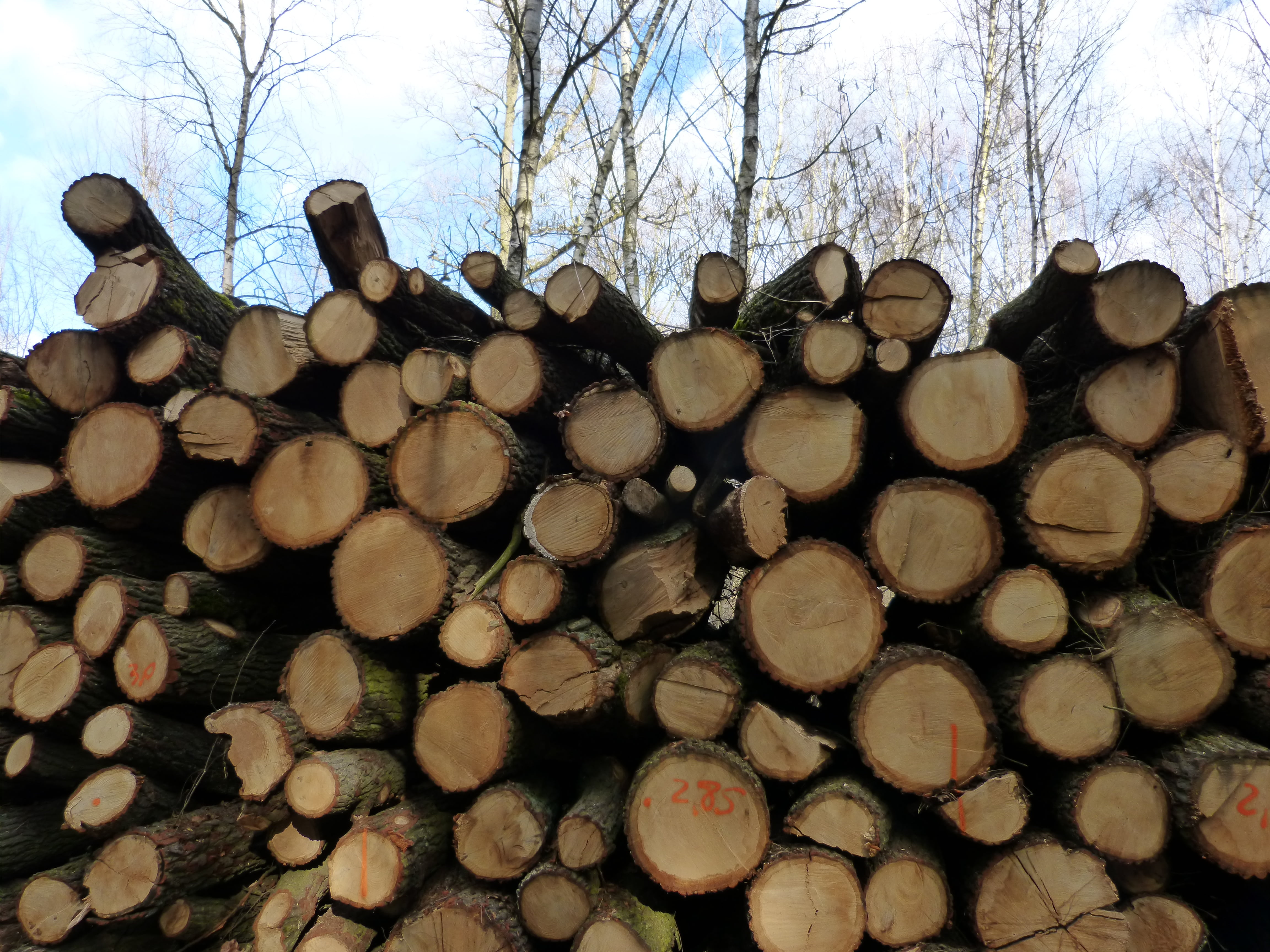 texture, bark, landscape, nature, environmental issues, sawed off, holzstapel, large group of objects, 4K, structure, strains, like, wood, annual rings, HD Wallpaper