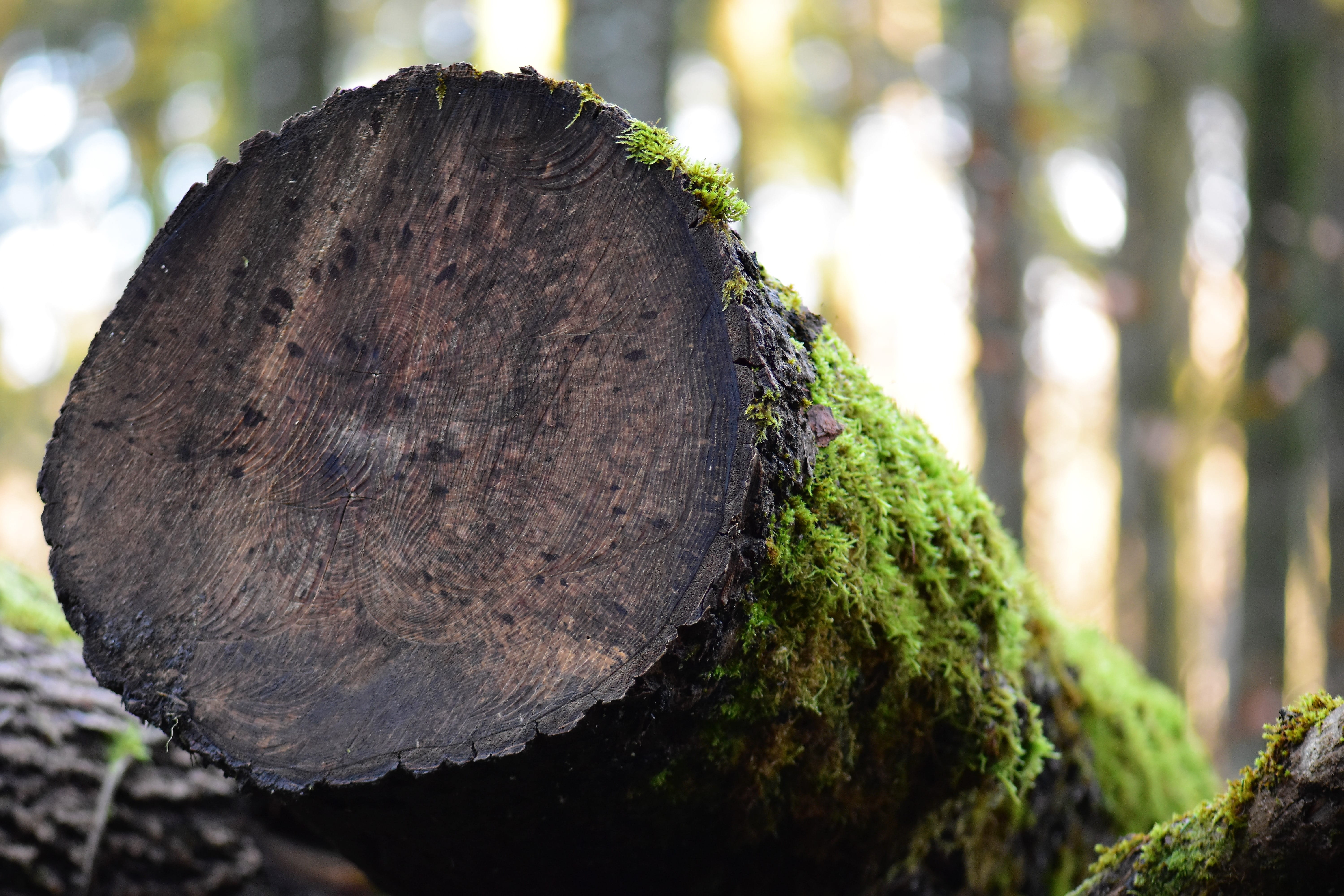 gloomy, deforestation, tree trunks, no people, annual rings, bark, tribe, 5K, trunk, close-up, focus on foreground, holzstapel, nature, growth, tree trunk, HD Wallpaper