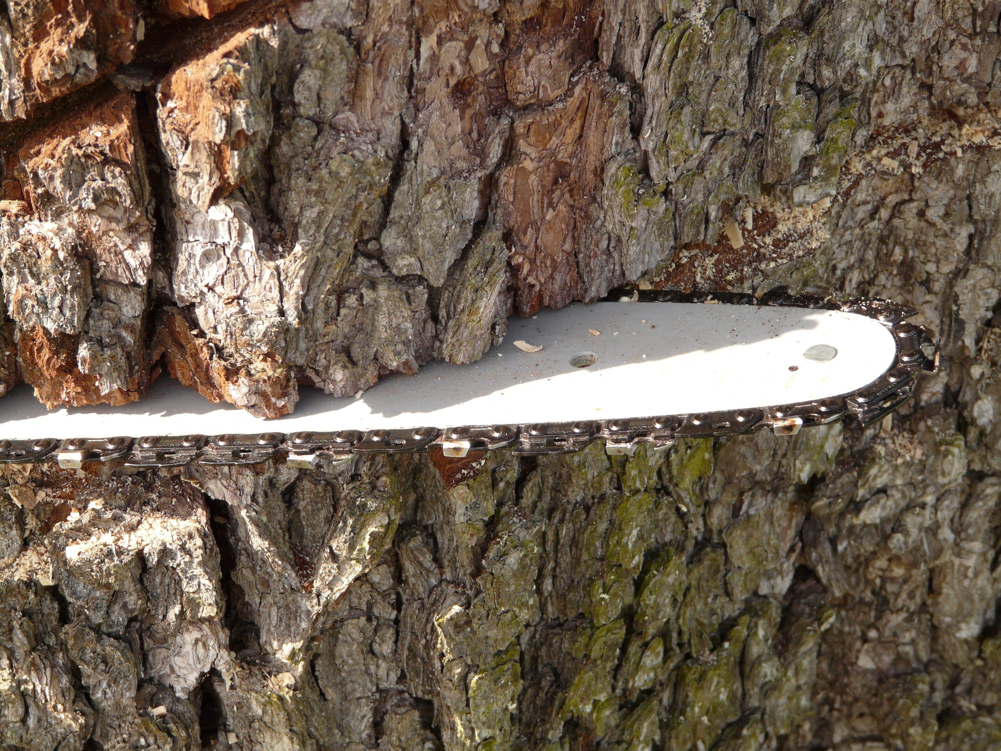 stone wall, Wood, white, risk, saw, bark, metal, Chainsaw, solid, logging, outdoors, close-up, daytime, woodworks, plant, tree, sunlight, day, timber, trunk, HD Wallpaper