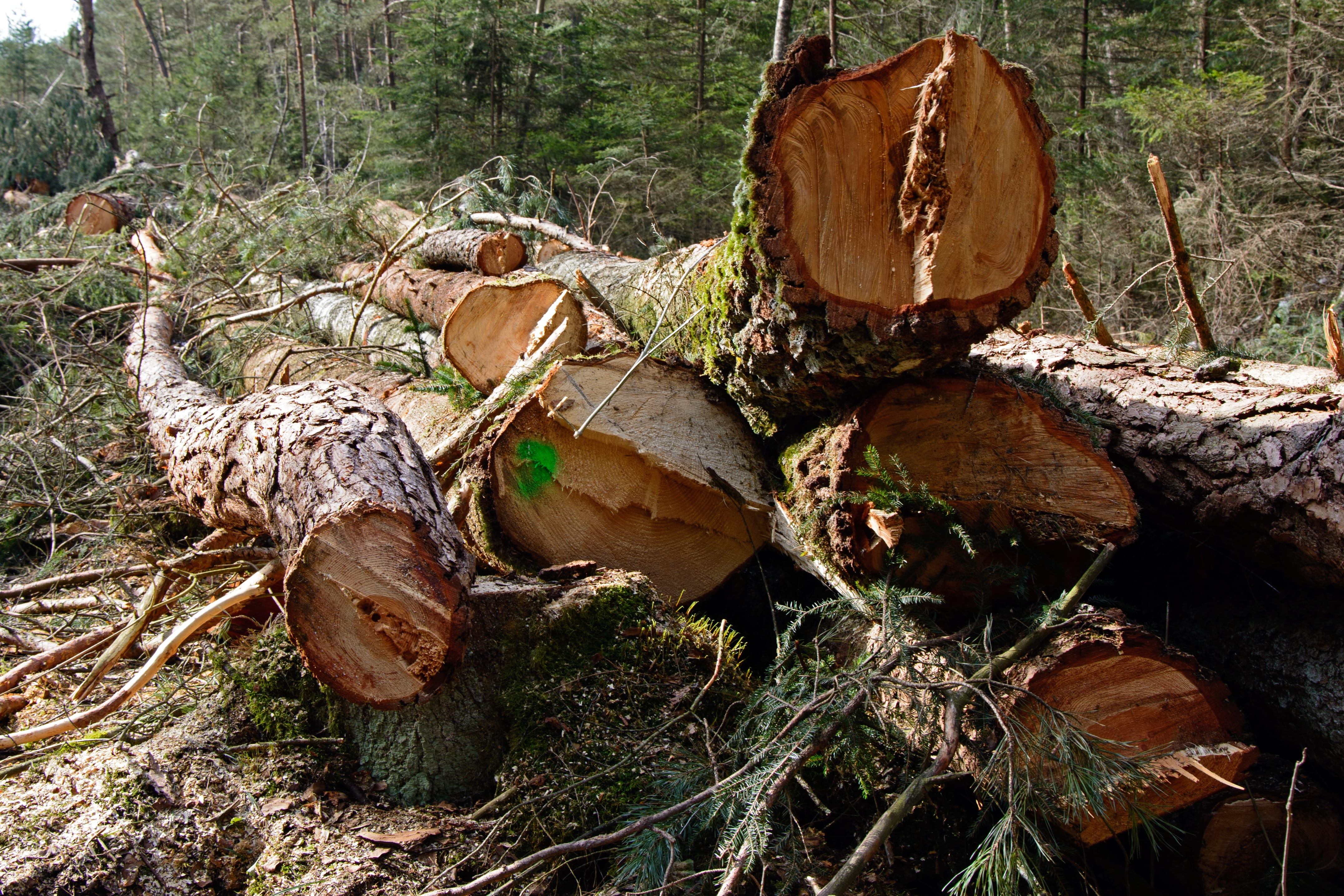 deforestation, land, nature, no people, field, holzstapel, woodpile, Wood, Lumber, day, log, close-up, plant, Timber, environmental issues, 4K, raw material, HD Wallpaper