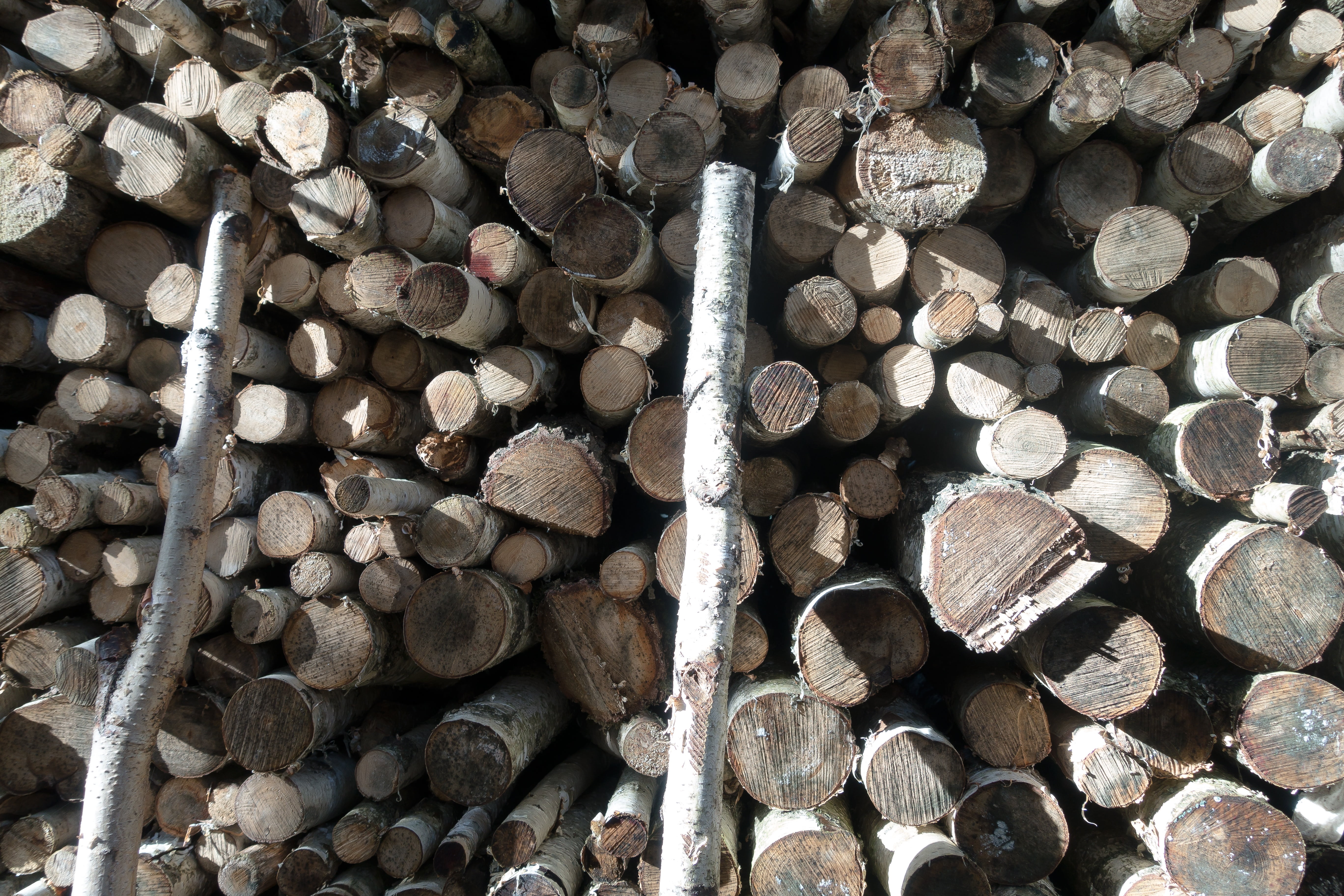tree, backgrounds, large group of objects, stock, no people, heap, like, textured, fuel and power generation, storage, outdoors, growing stock, firewood, HD Wallpaper