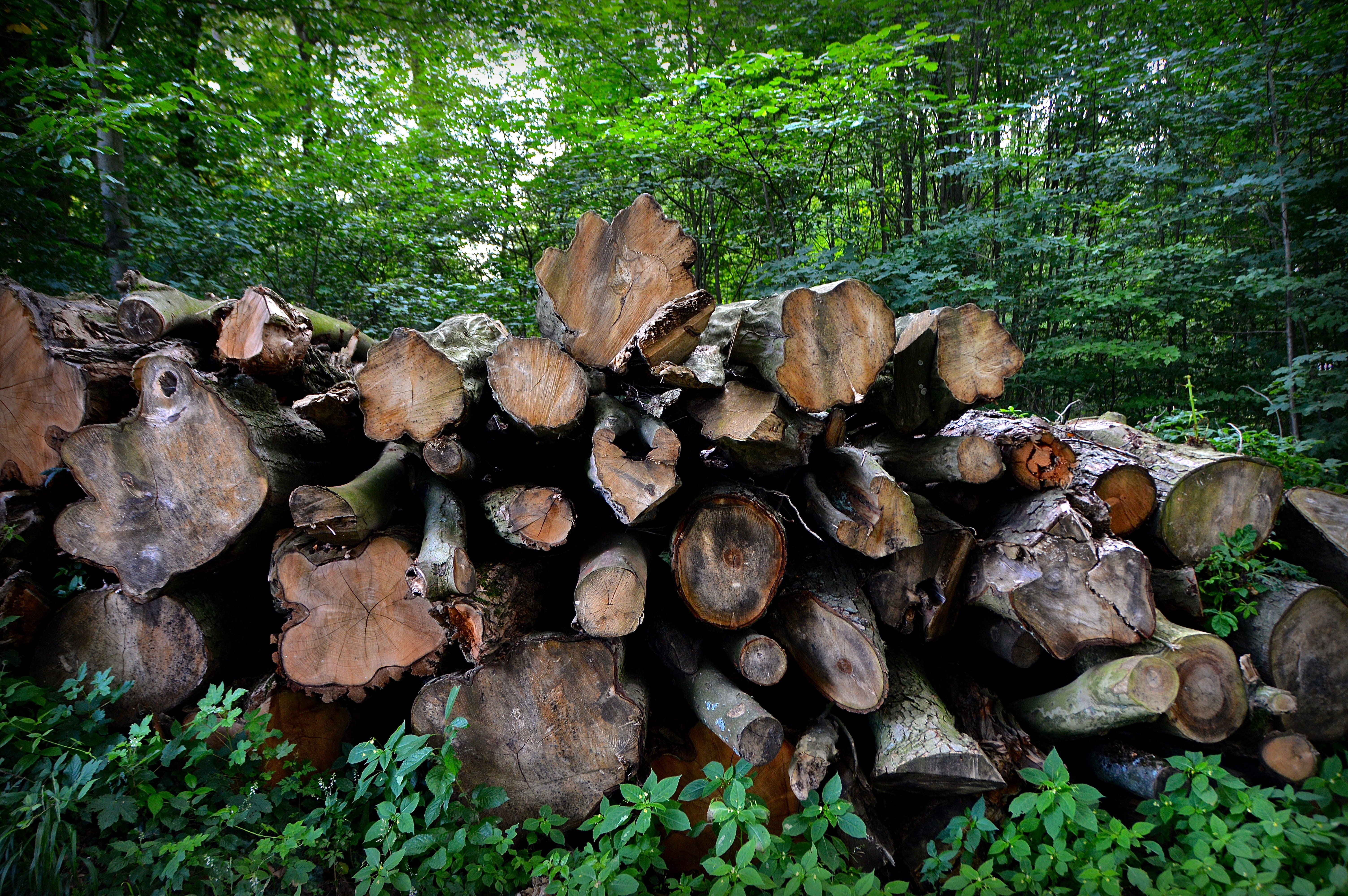large group of objects, wood - Material, woodland, day, stack, leaves, growth, log, 5K, environmental issues, annual rings, trees, birch, lumber Industry, HD Wallpaper