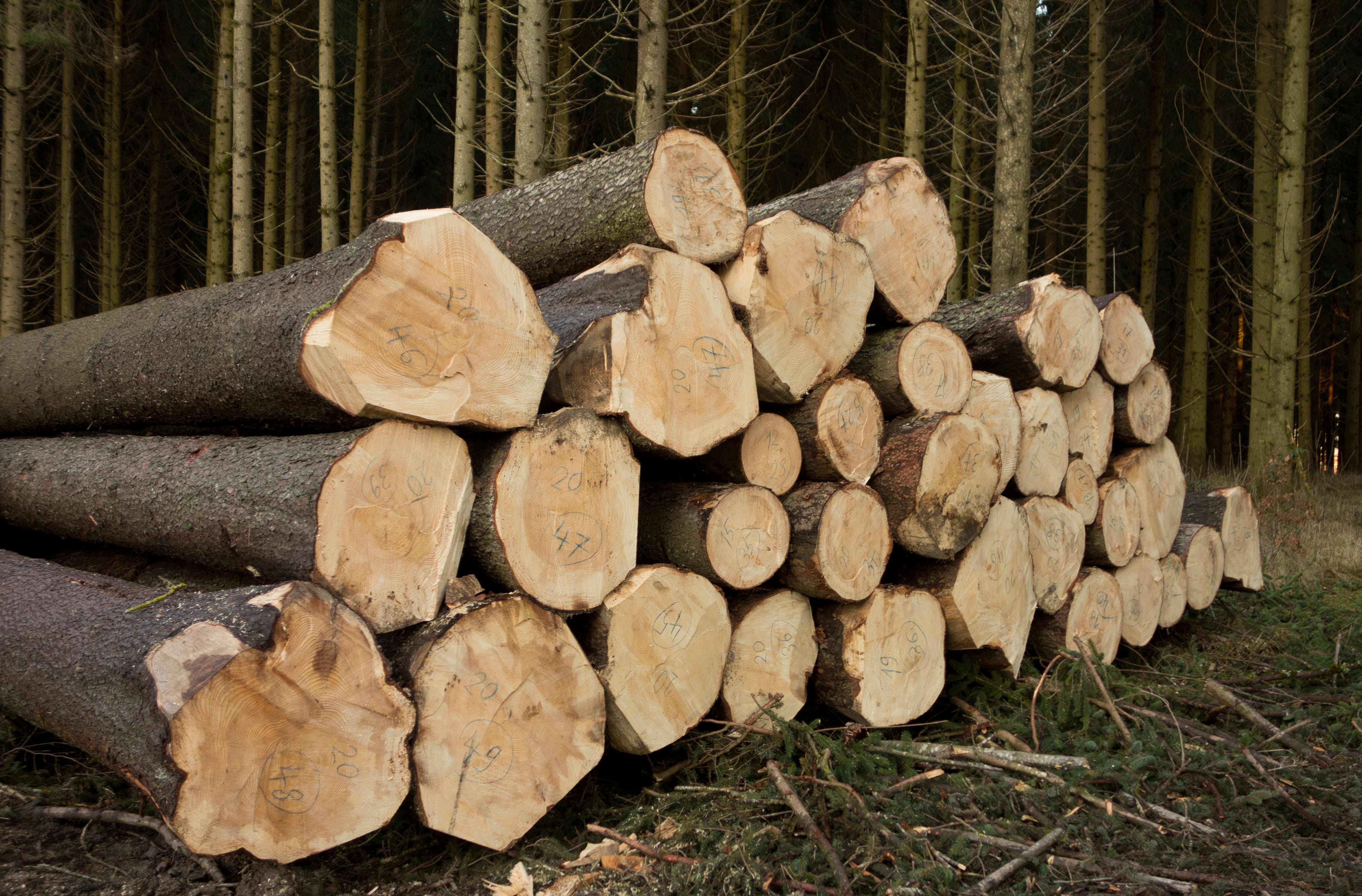 woodland, raw material, stack, nature, wood, outdoors, grain, strains, tree, wood - material, wooden structure, heap, log, growing stock, paper, tree trunks, HD Wallpaper