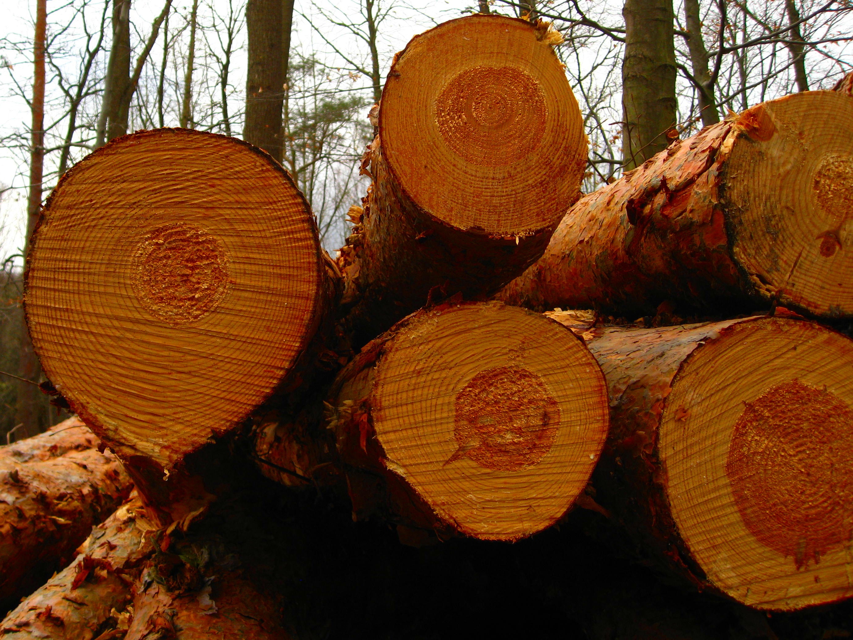 lumberjack, cases, environmental issues, outdoors, tribe, stack, tree, heap, wood grain, sawed off, plant, forestry, wood - Material, land, woodland, close, HD Wallpaper