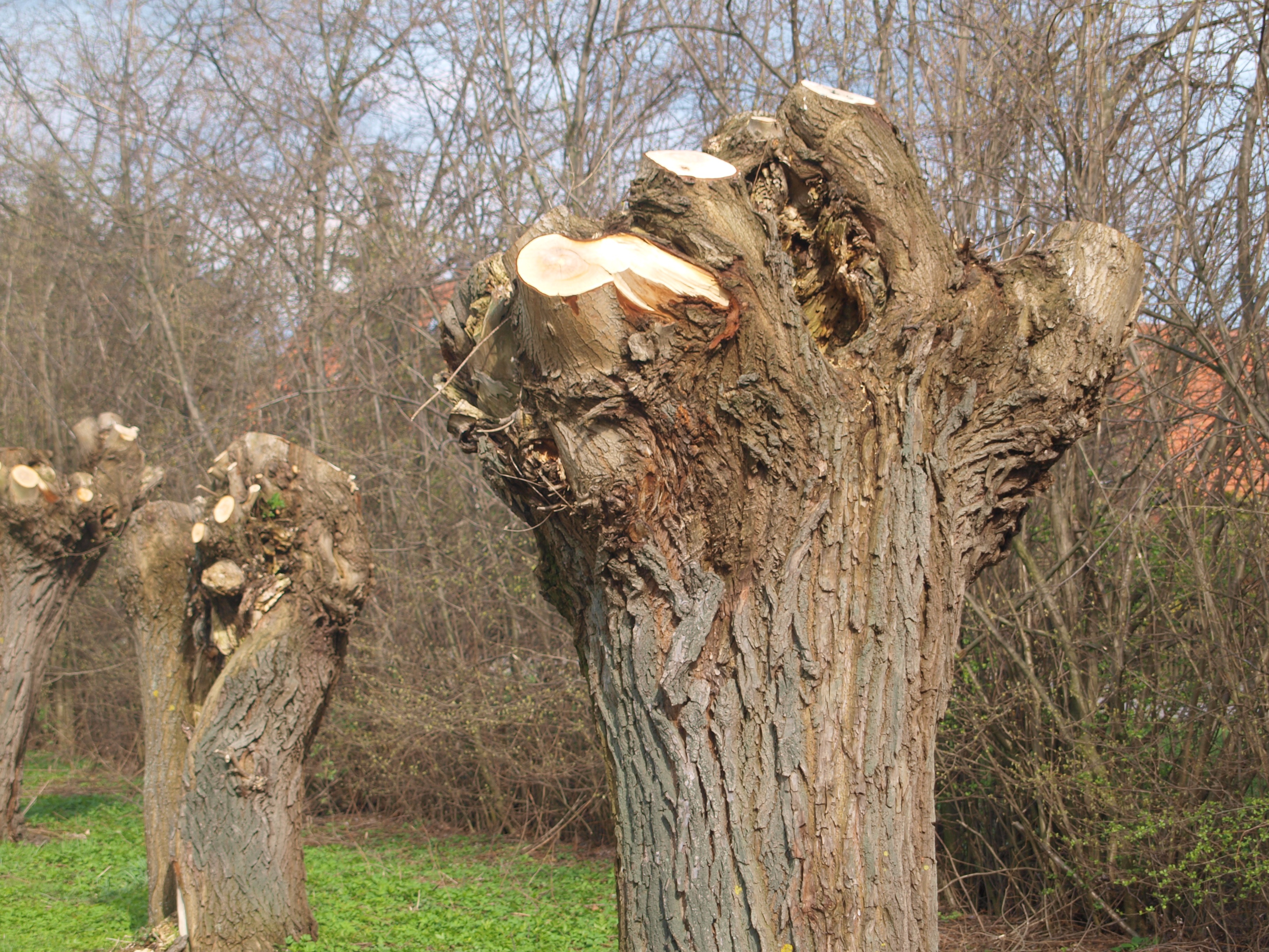 dying tree, risk of injury, sharp, tree trunks, bark, branch, no people, deforestation, tree stump, nature, day, wood, landscape, outdoors, growing stock, HD Wallpaper