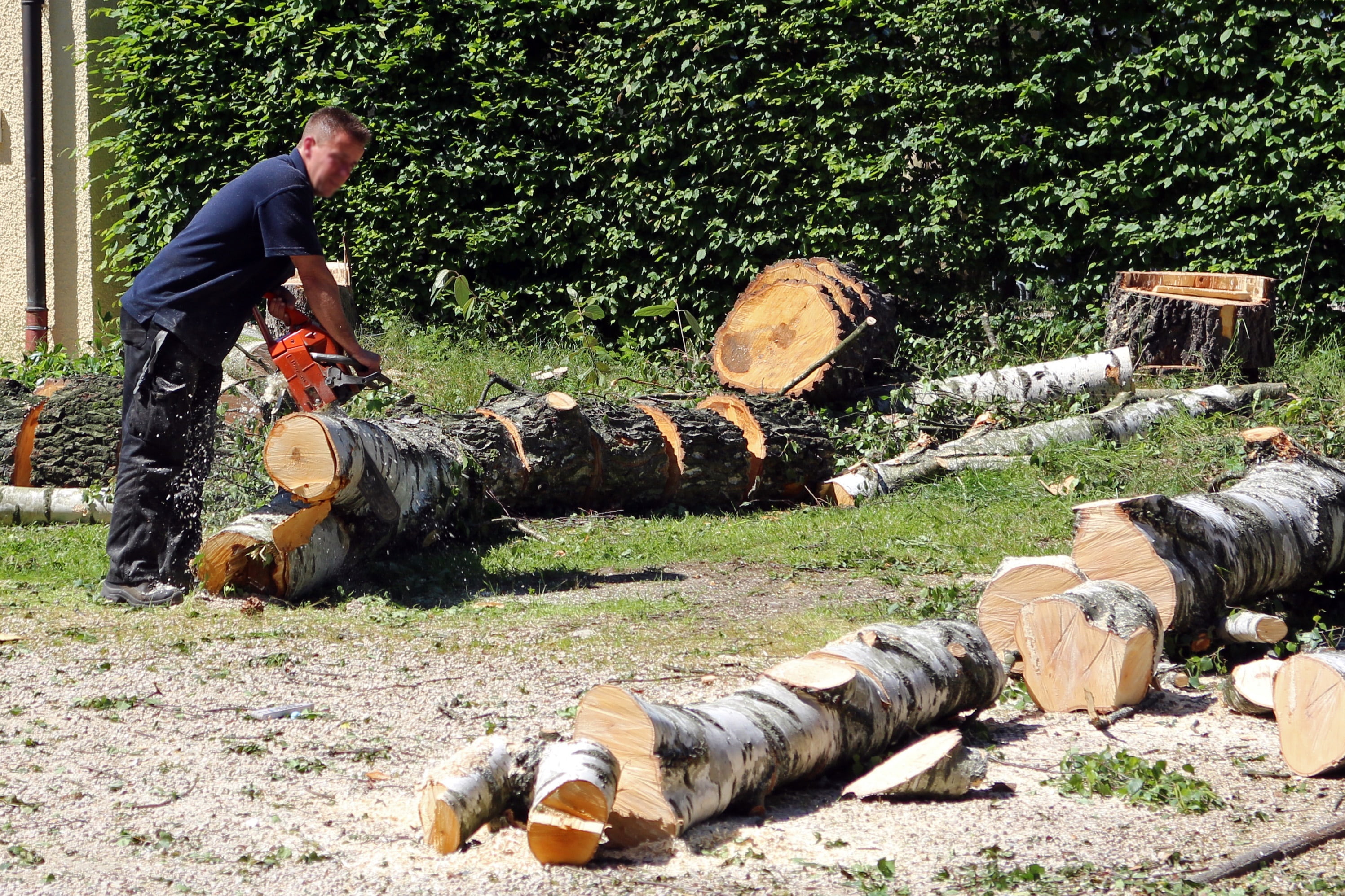 nature, males, wood, people, land, tribe, landscape gardener, day, log, forest, chainsaw, timber, wood - material, working, workers, men, saw, lumber, lumberjack, HD Wallpaper