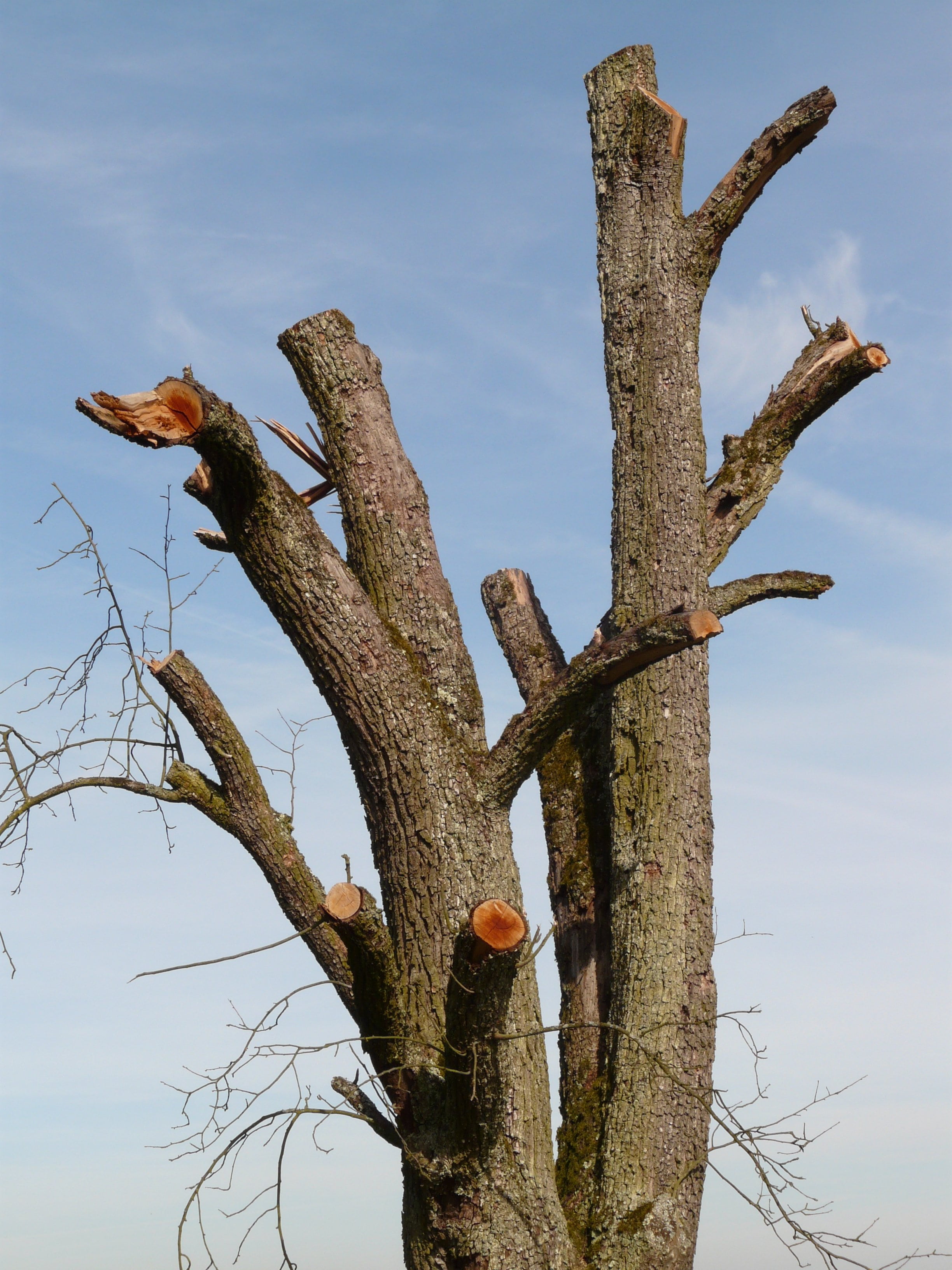 focus on foreground, low angle view, branch, bark, no people, sky, growth, trunk, beauty in nature, strains, nature, 2K, dying tree, tree stump, woodworks, Phone HD Wallpaper