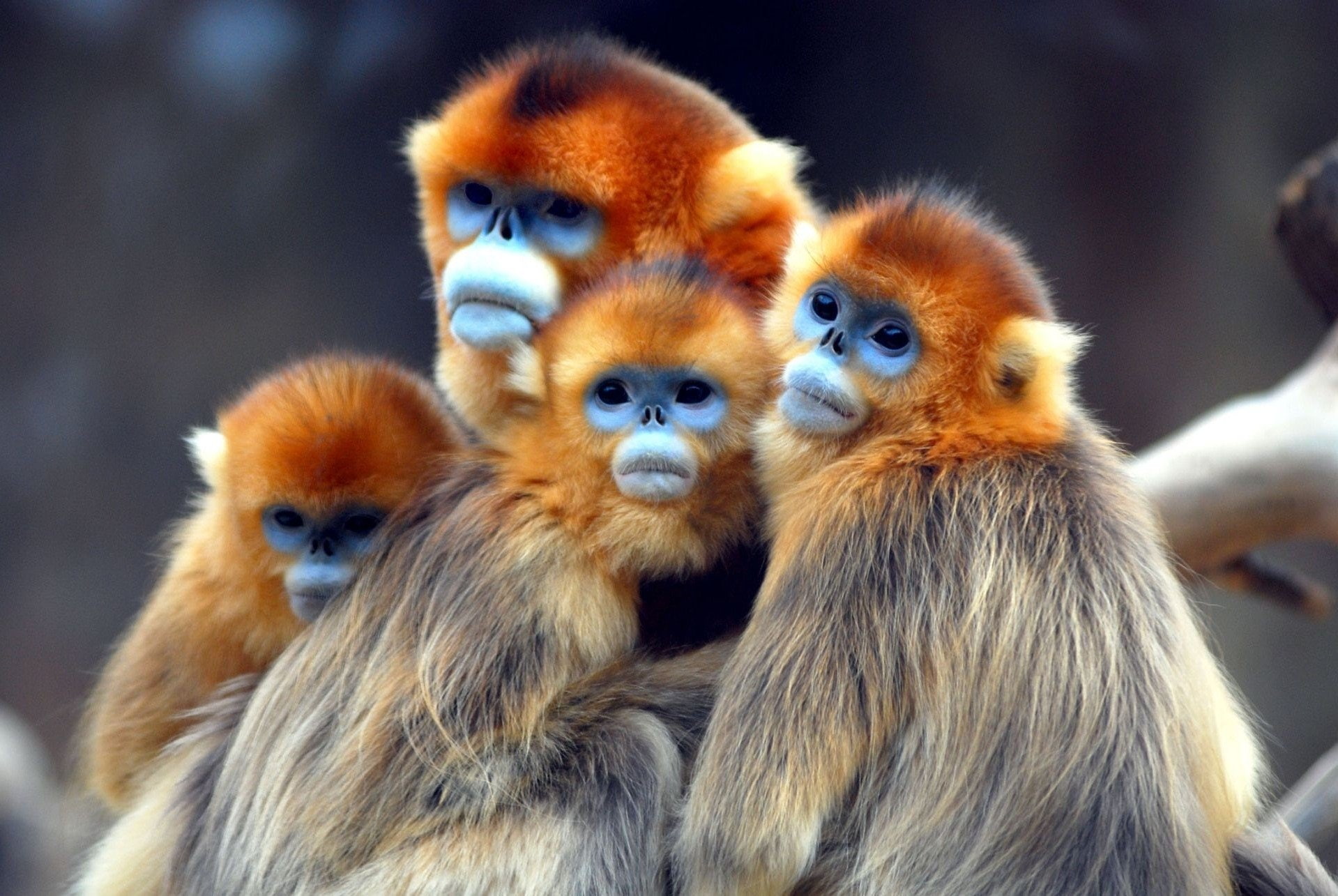 720P, Golden snub-nosed monkey, Monkeys, HD Wallpaper
