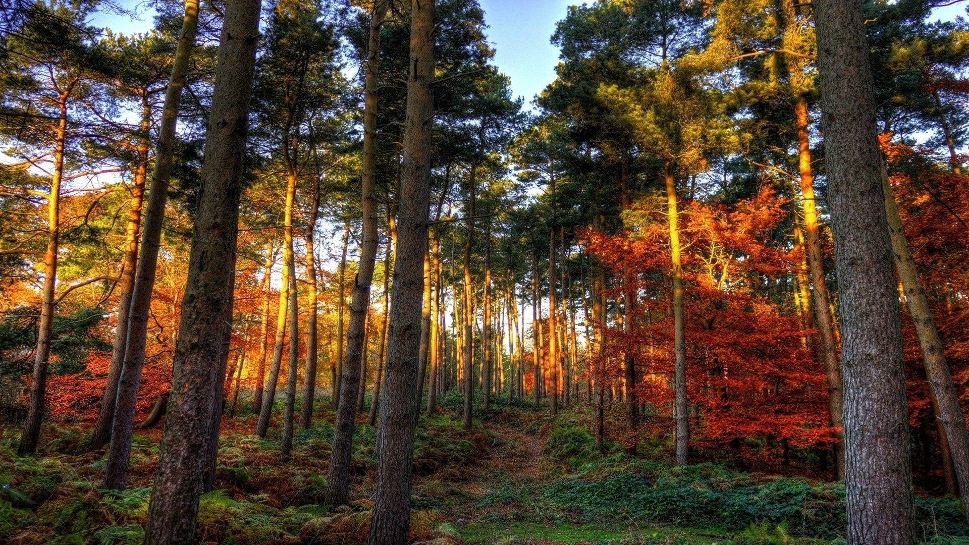 trees, nature, 1920x1080, shades, aspen, forest, tree, autumn, 1080P, fall, HD Wallpaper