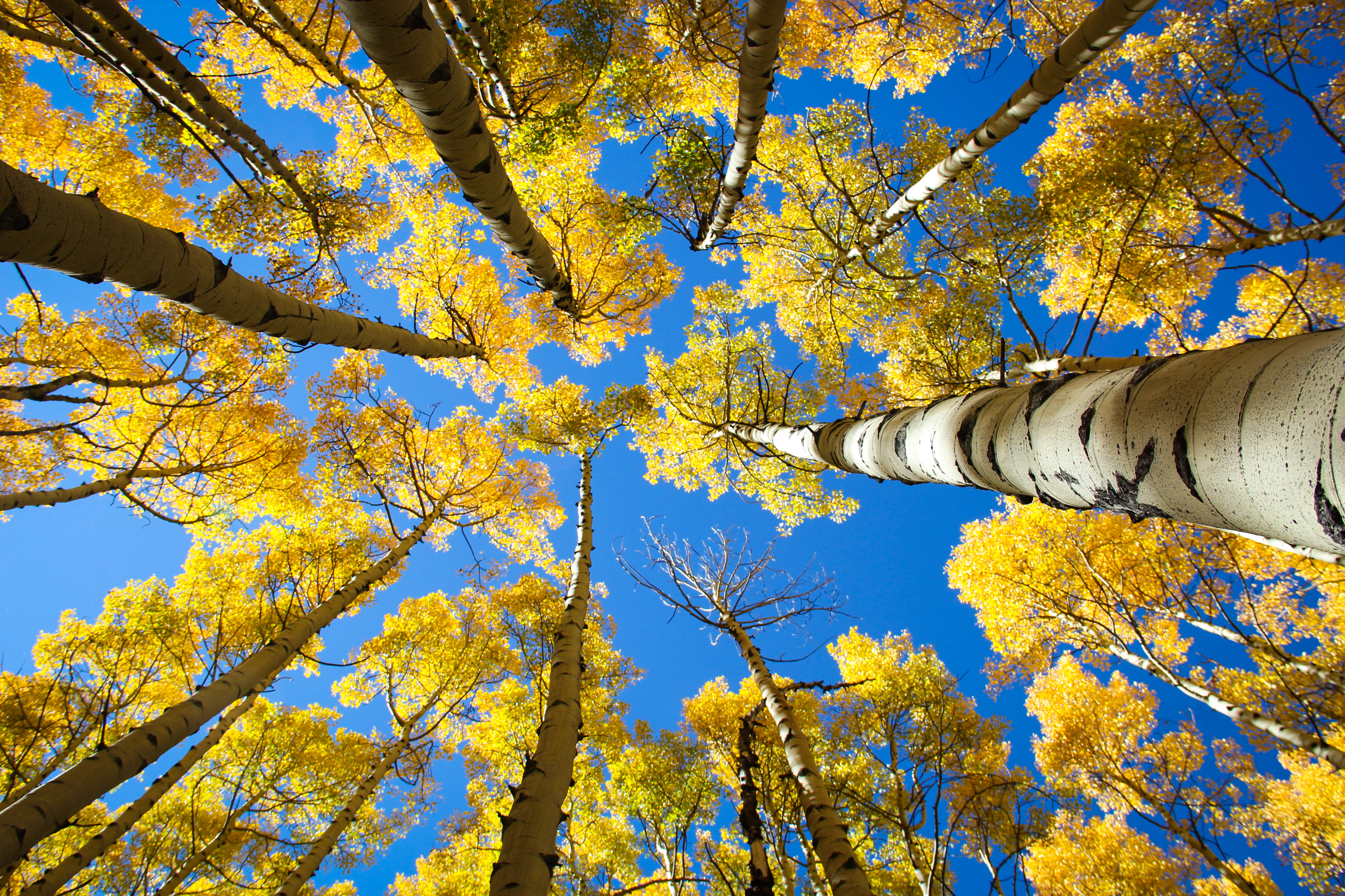 low angle view, blue, sunlight, landscapes, sky, leaf, fall foliage, directly below, day, vibrant, 5K, plant part, travel, united states, fall, change, HD Wallpaper