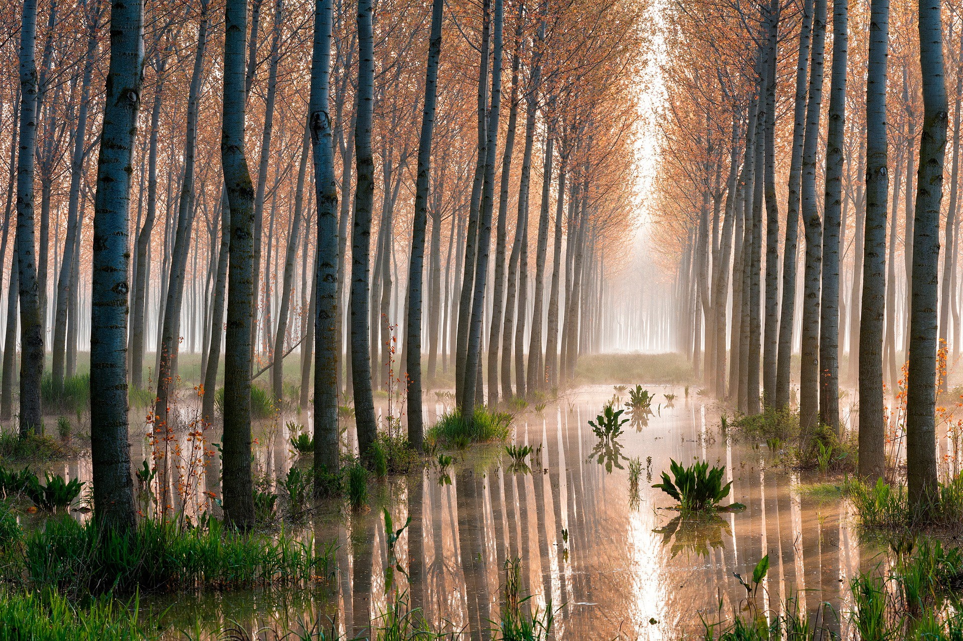 trees, swamp, aspen, aspen trees, forest, 1080P, HD Wallpaper