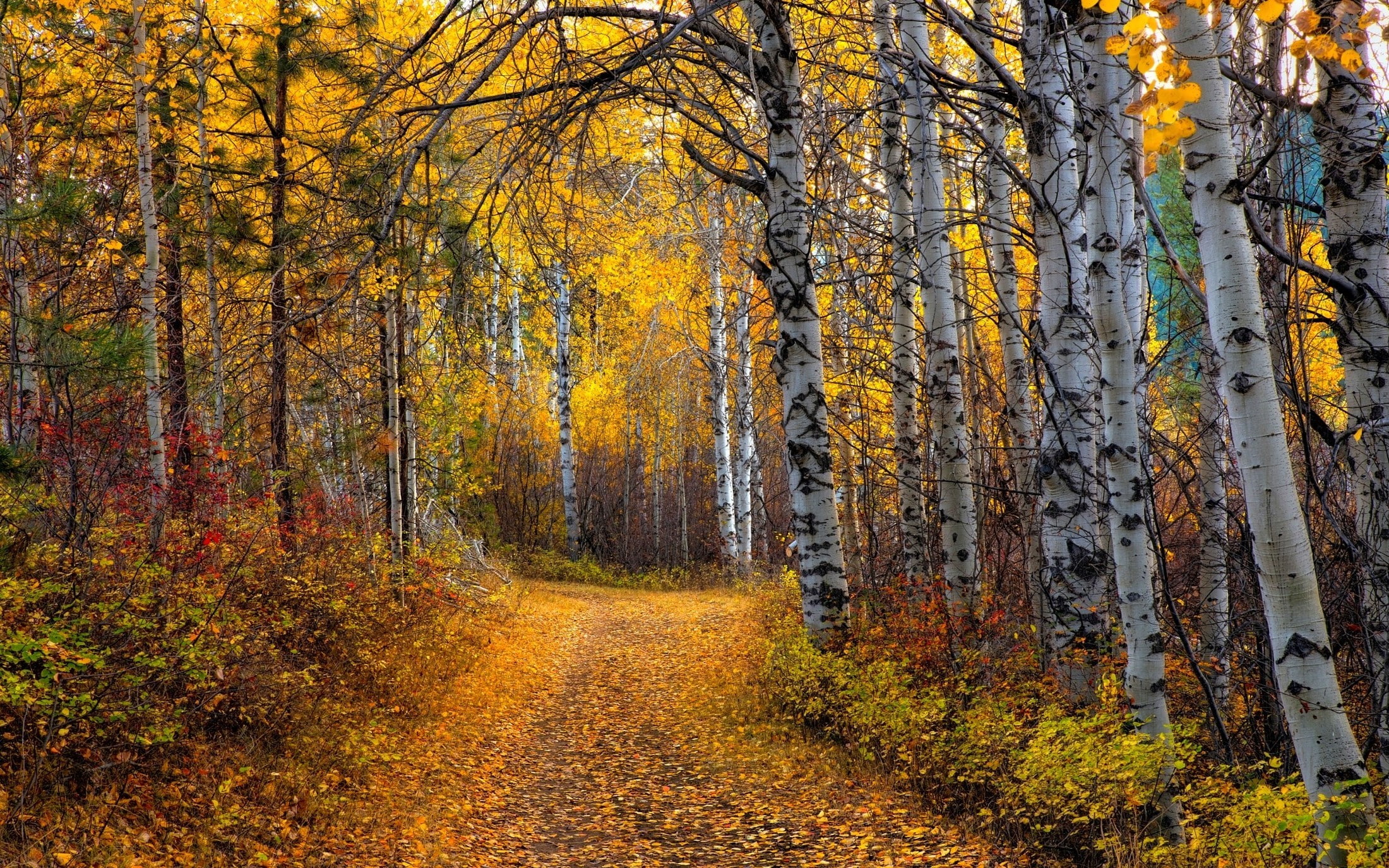 growth, plant, tree, no people, tranquility, the way forward, leaf, outdoors, tranquil scene, orange color, nature, nature landscape aspen trees leaves yellow path shrubs forest dirt road, HD Wallpaper