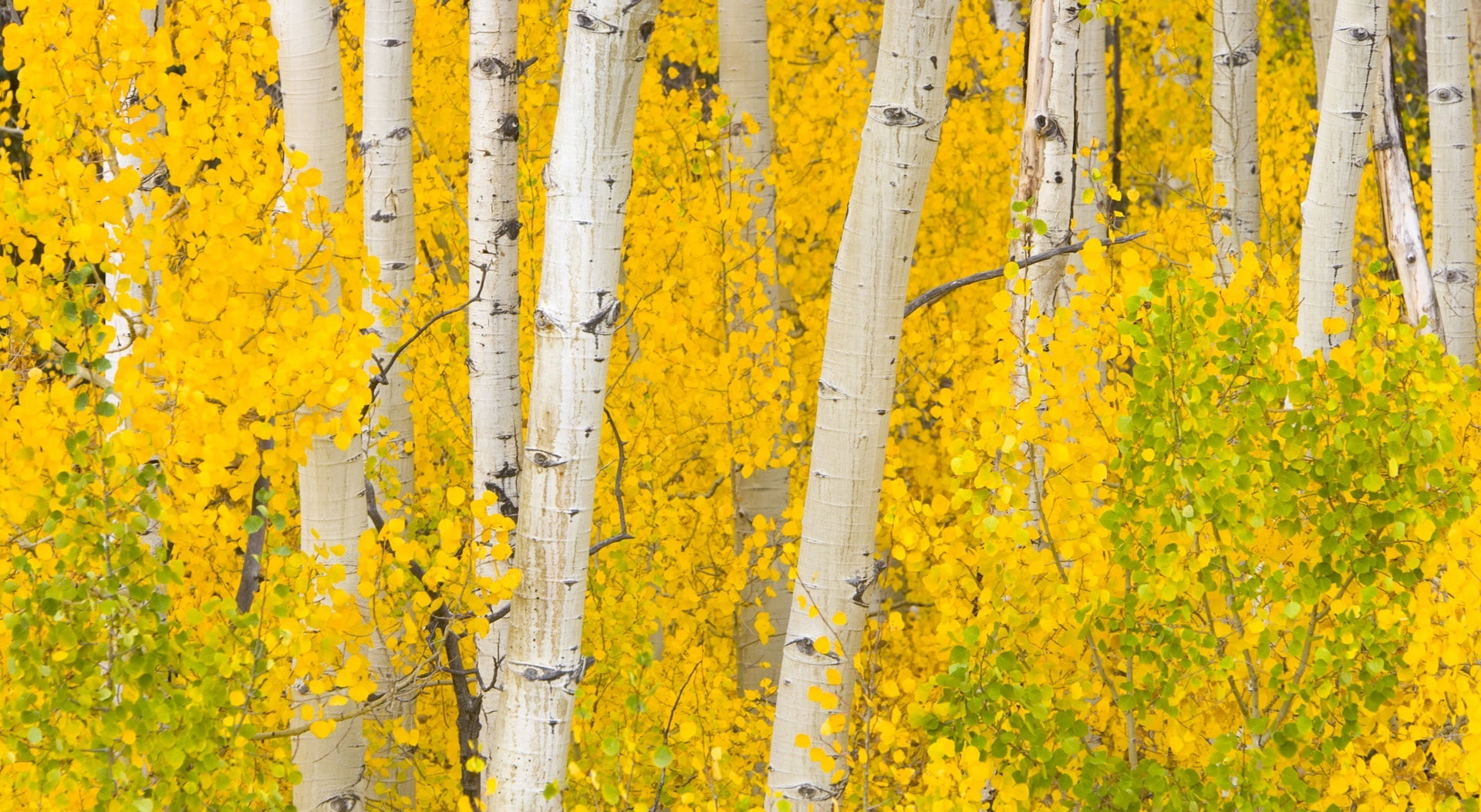 Yellow, tree trunk, white, 1080P, land, Mountains, beauty in nature, day, change, plant part, full frame, plant, trunk, Rocky, backgrounds, tree, no people, HD Wallpaper