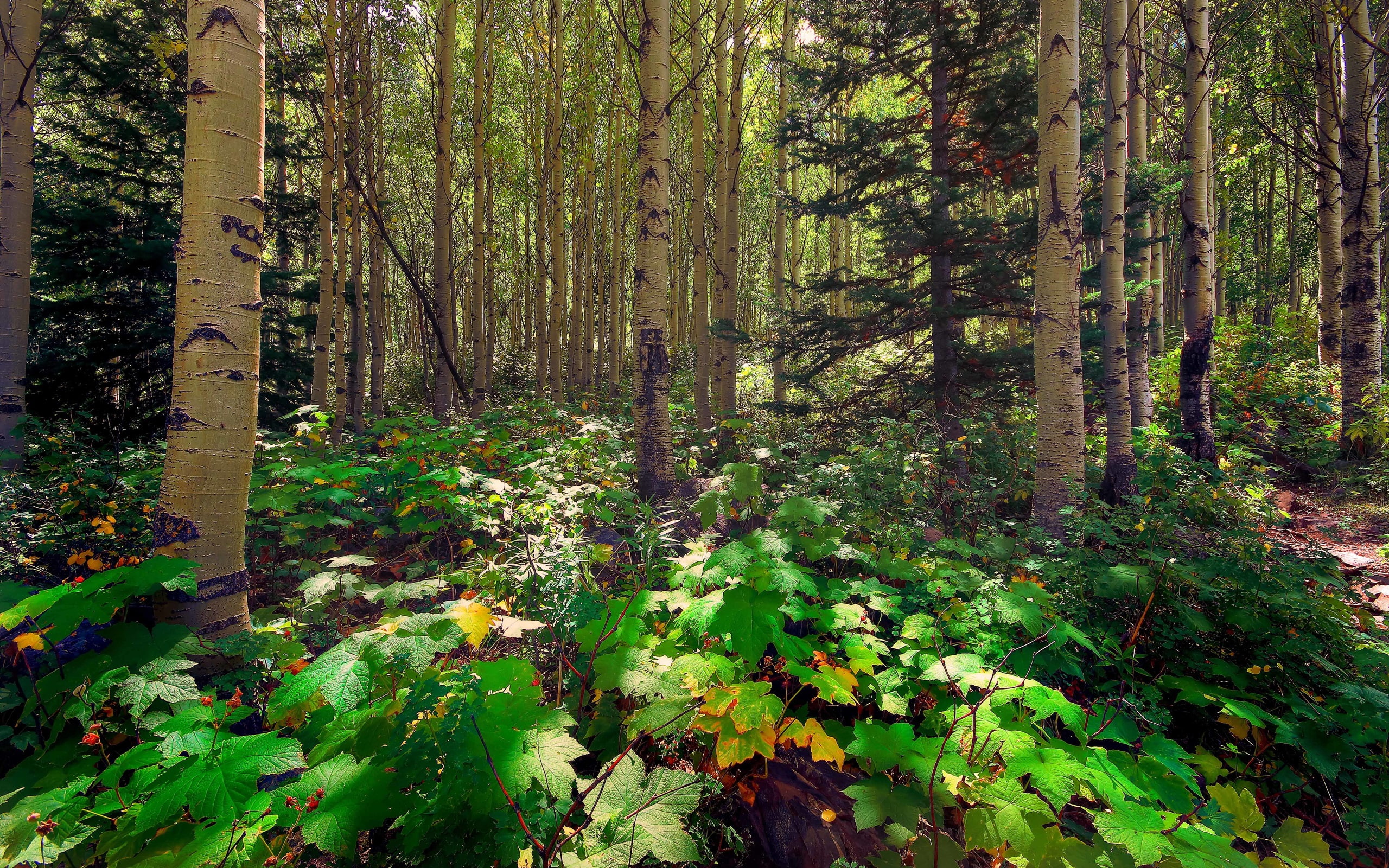 Sunlight, Aspen, Pine, 2K, Forest, Leaves, Trees, HD Wallpaper