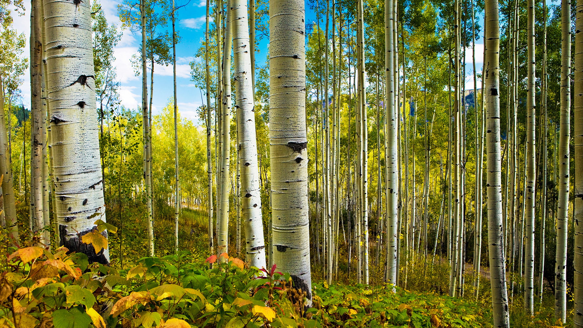 desktop, hd, spring, landscape, nature, tree, trees, deciduous, 1080P, aspens, HD Wallpaper
