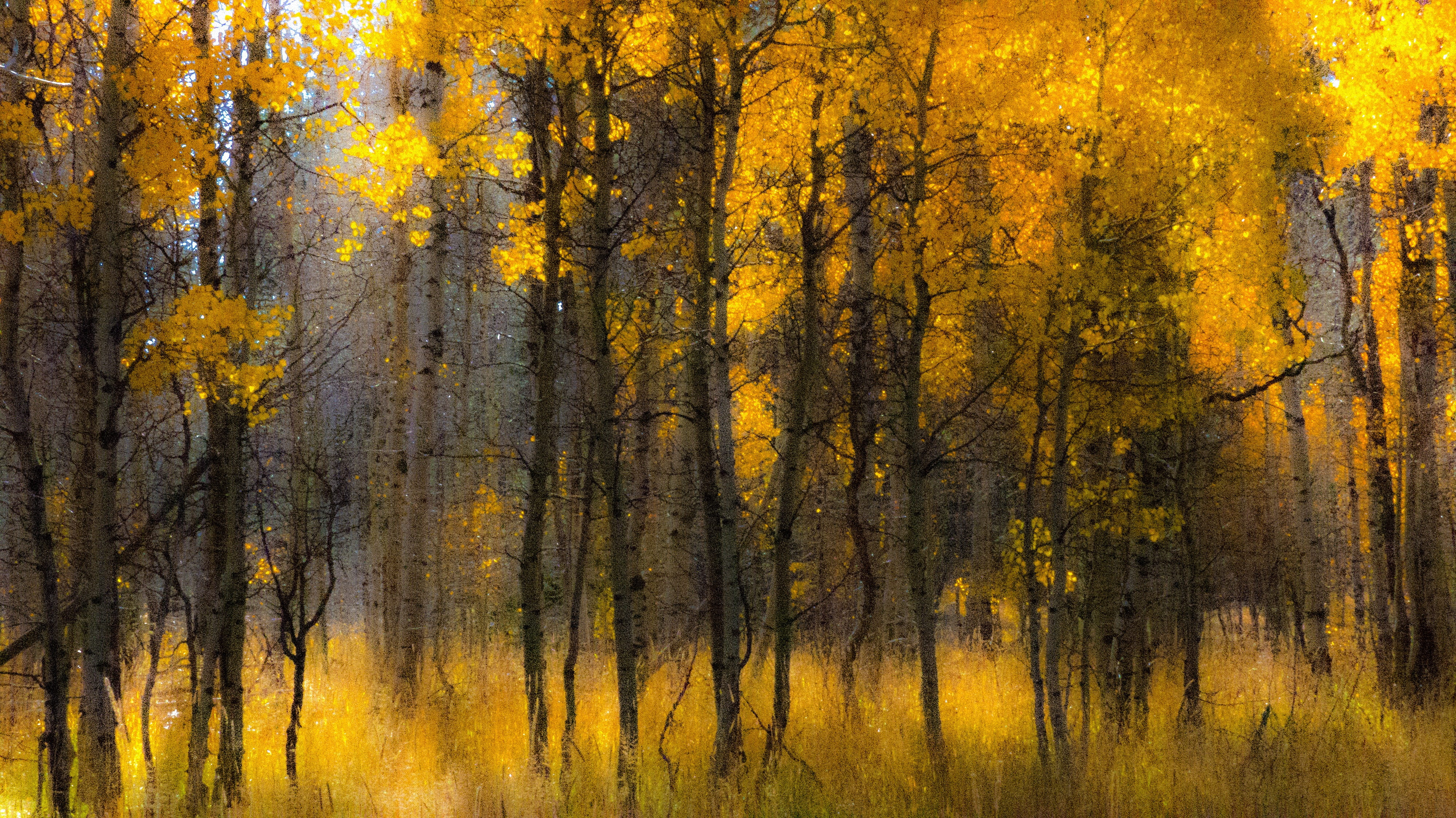 aspen, beauty in nature, scenery, coniferous tree, natural, idyllic, autumn collection, tree, growth, nature, trunk, golden, scenics - nature, pine tree, HD Wallpaper