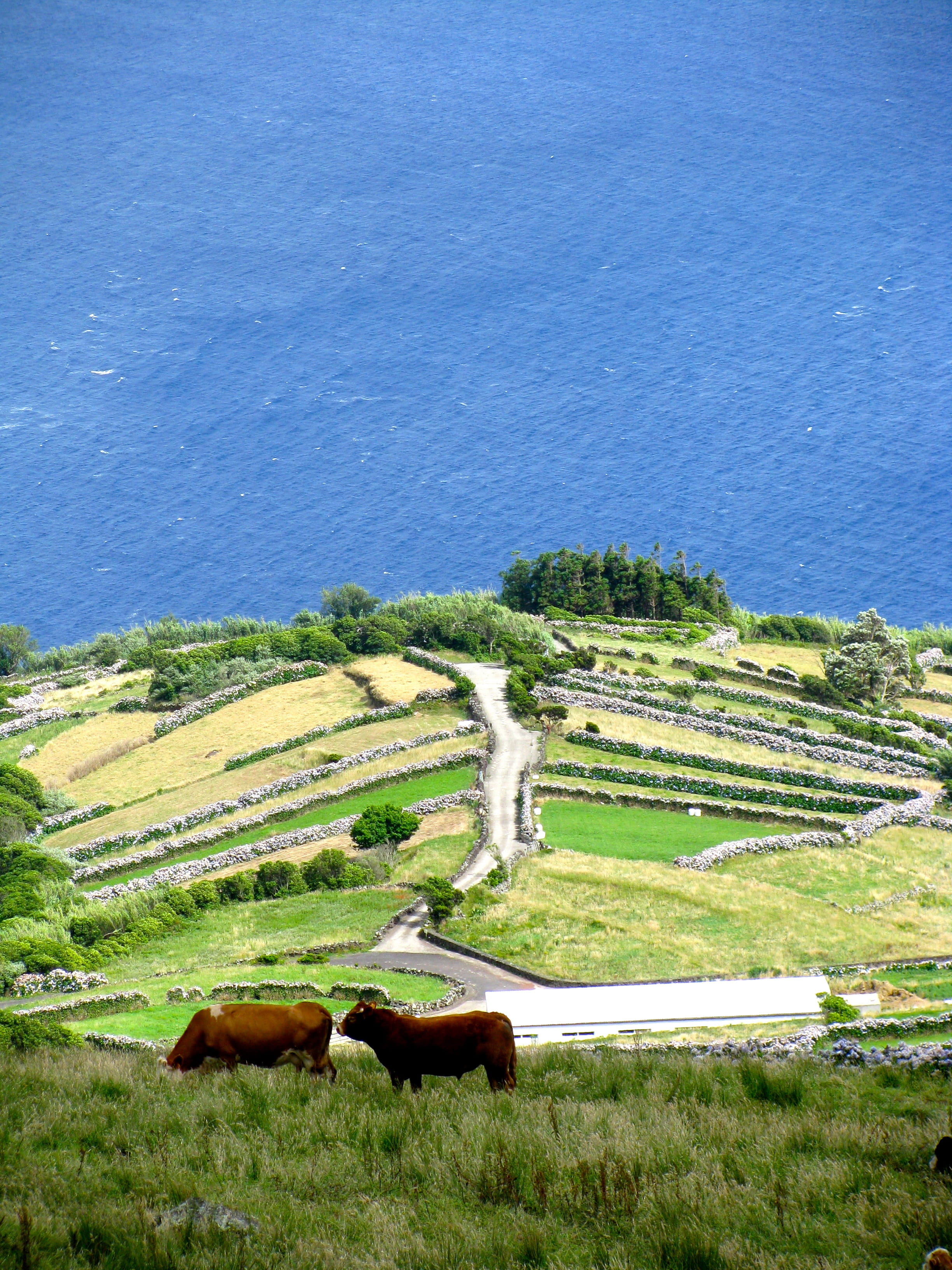 green, acores, grass, water, portugal, livestock, azores, blue, domestic animals, verde, azul, outdoors, plant, cow, field, açores, corvo, corvo island, Phone HD Wallpaper