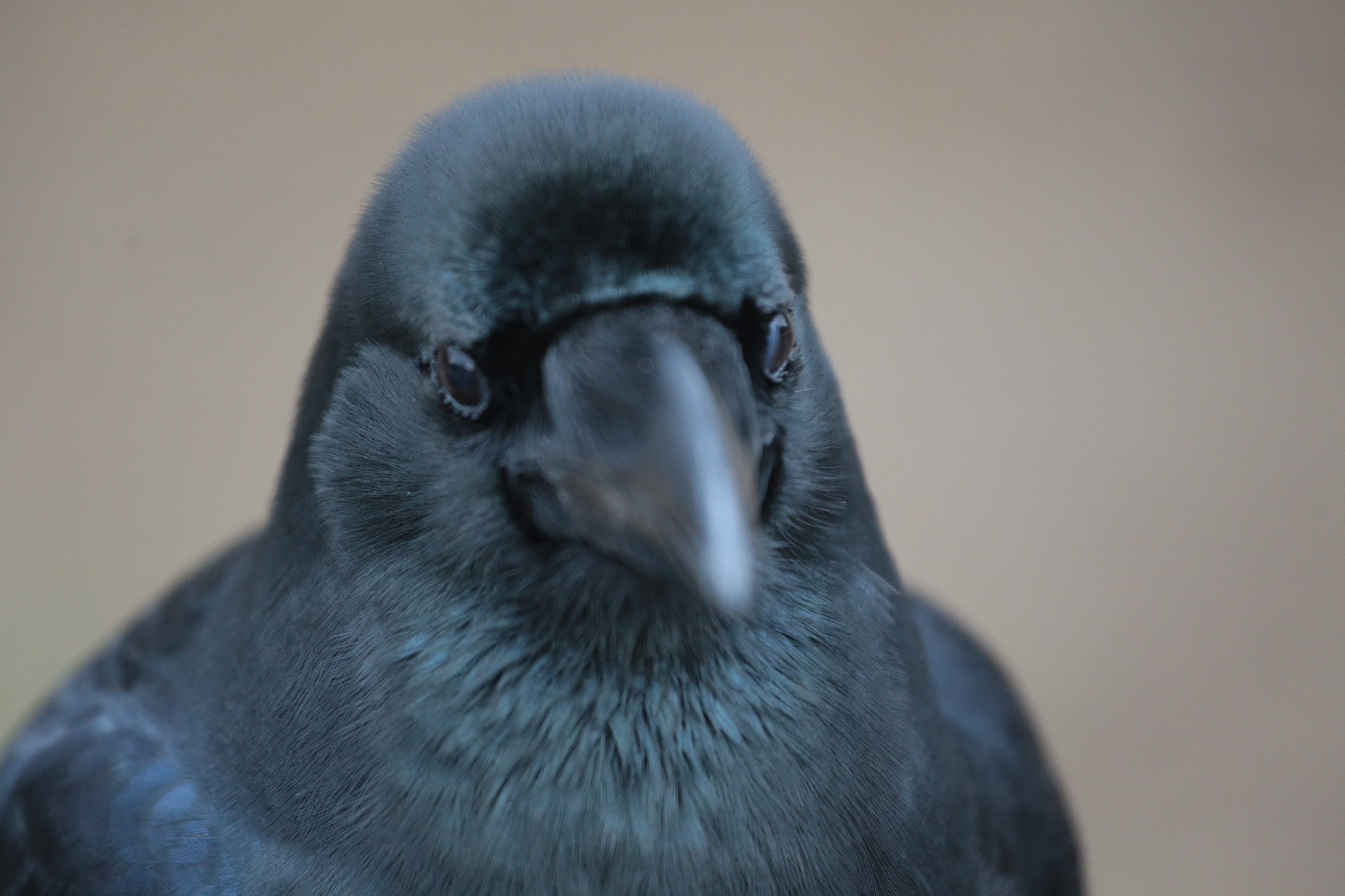 tokyo, animals in the wild, animais, animal eye, focus on foreground, corvo, japão, vertebrate, portrait, nature, no people, close-up, 5K, karasu, one animal, HD Wallpaper
