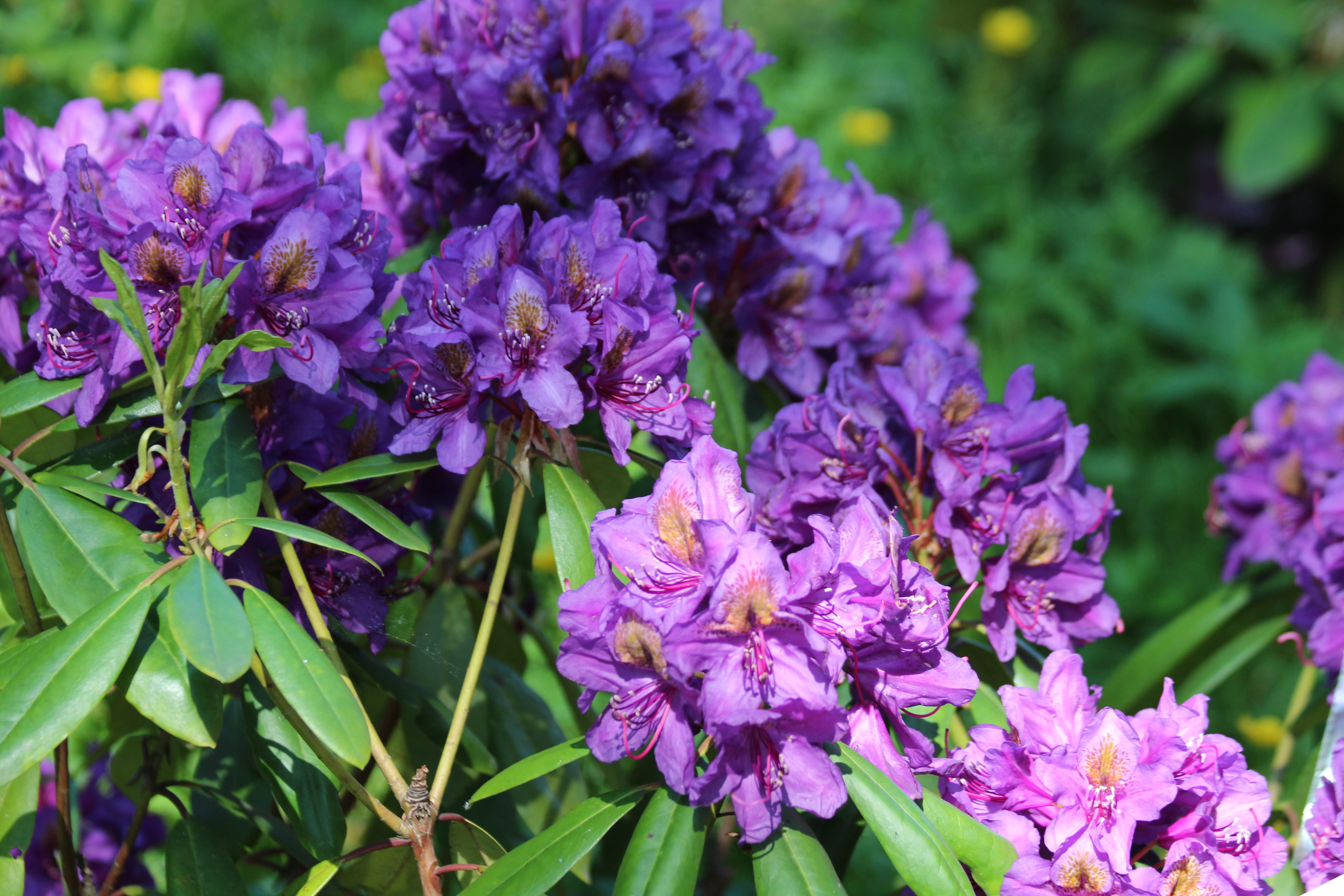 decorative, flowering shrub, plant, season, vulnerability, rhododendron, plant part, softness, spring, gardening, day, bush, beauty in nature, orange flowers, HD Wallpaper