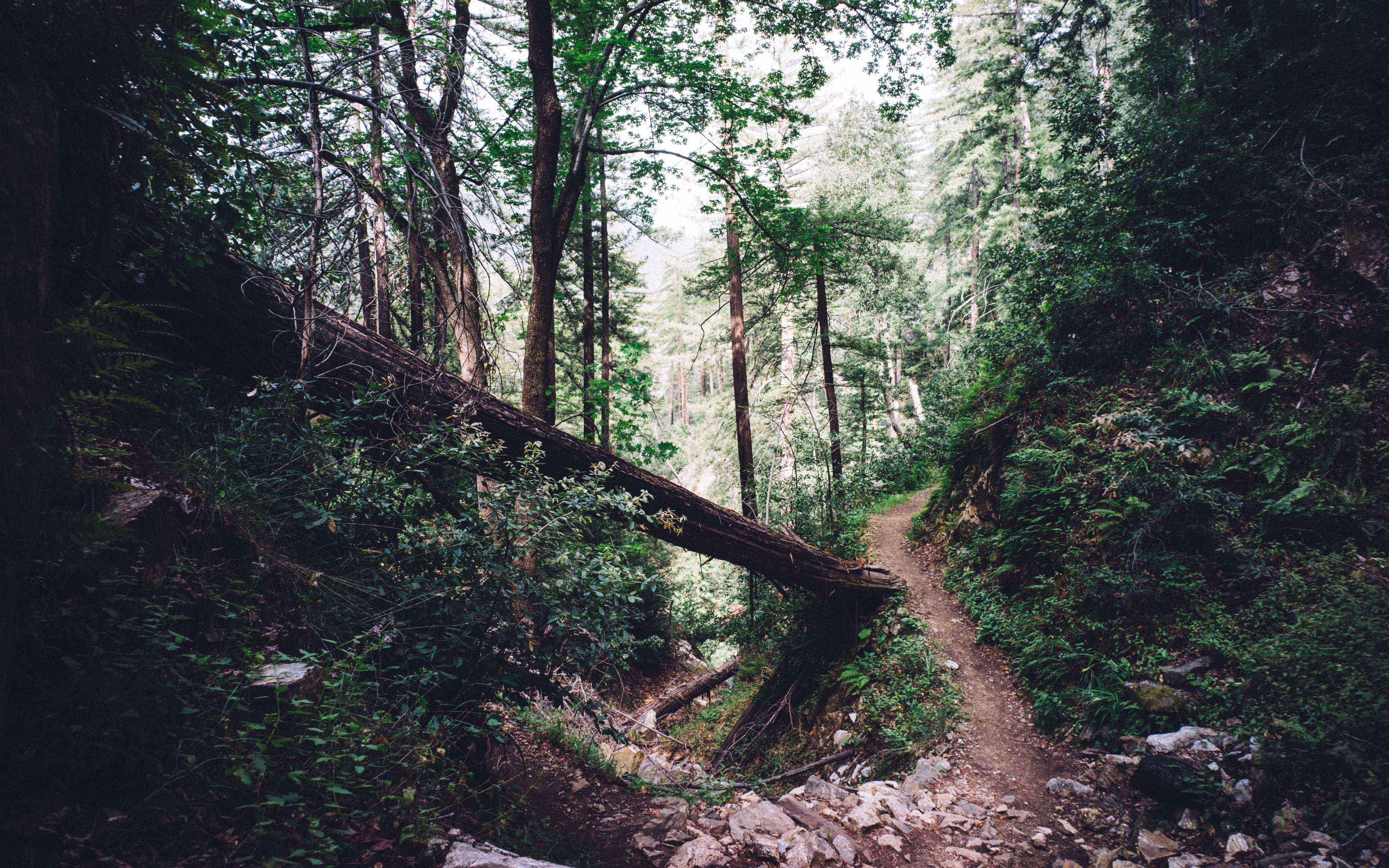 4K, download 3840x2400 forest, trail backgrounds, trees, forest, HD Wallpaper