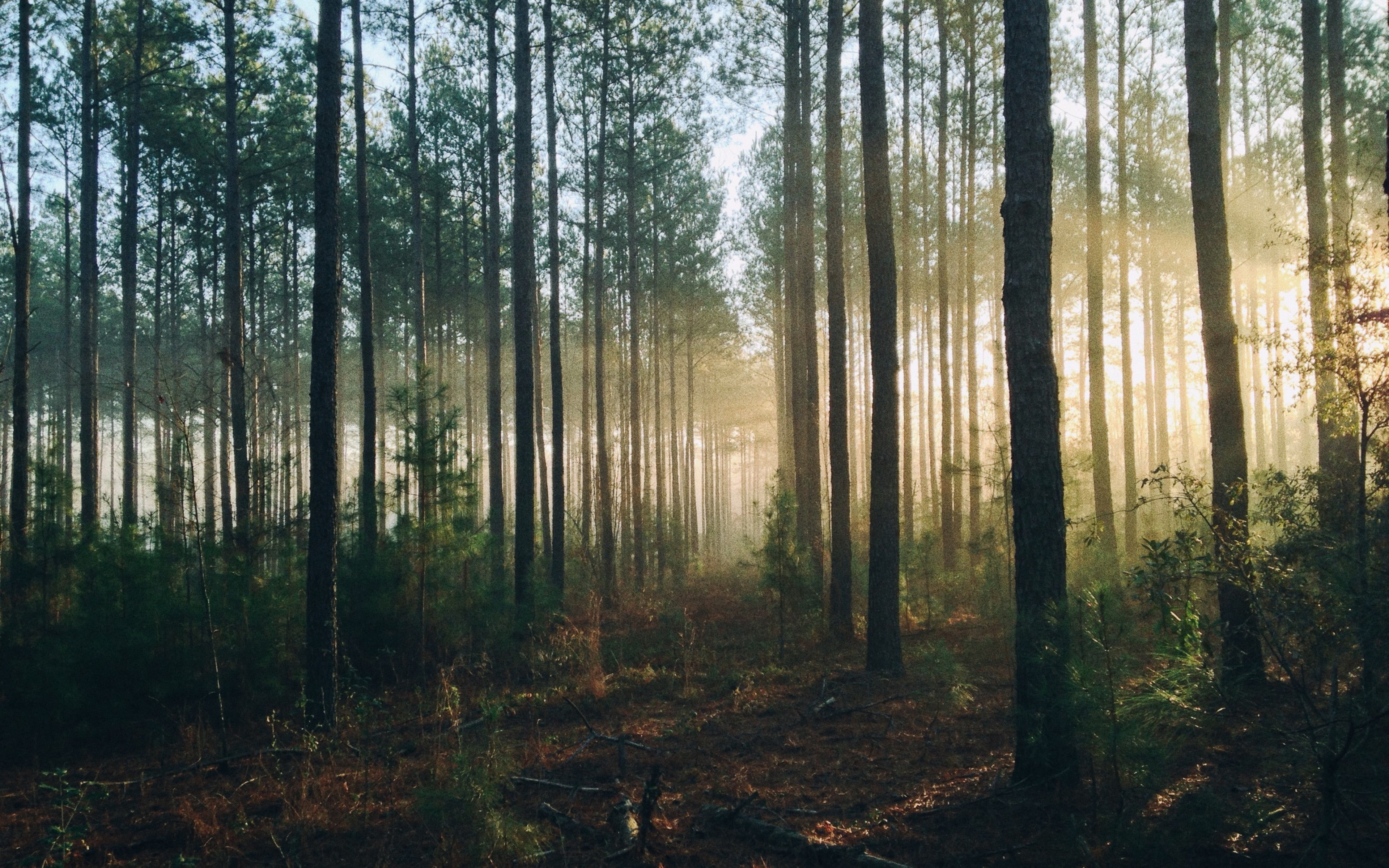 4K, trees backgrounds, download 3840x2400 forest, forest, light, HD Wallpaper