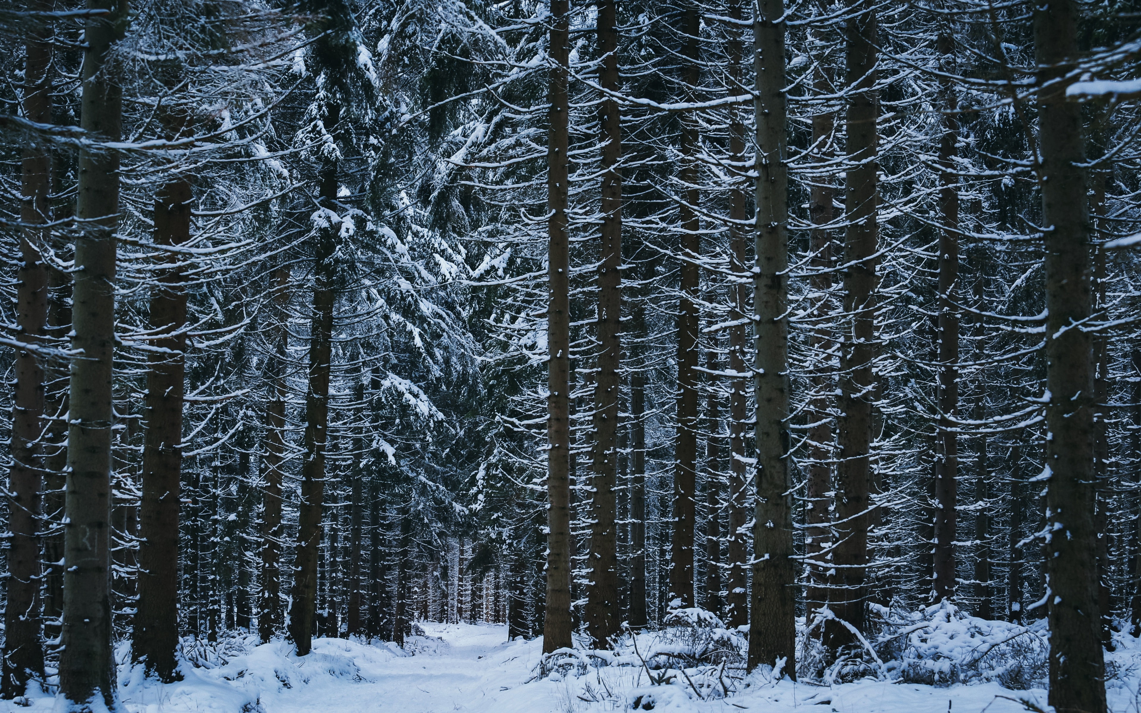 forest, trees, 4K, snow, download 3840x2400 forest, winter backgrounds, HD Wallpaper
