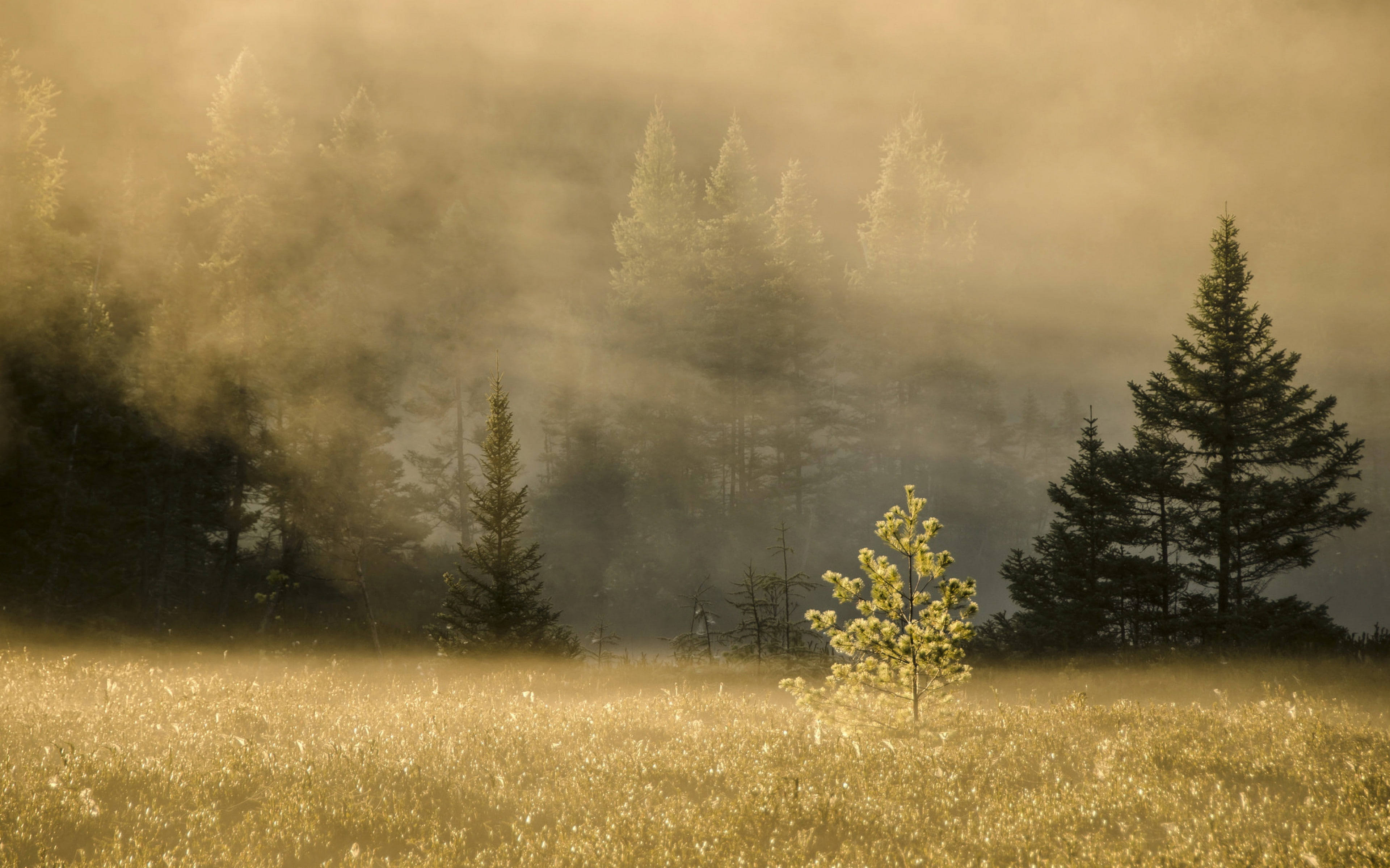 Fog, grass, forest, download 3840x2400 forest, trees backgrounds, 4K, HD Wallpaper