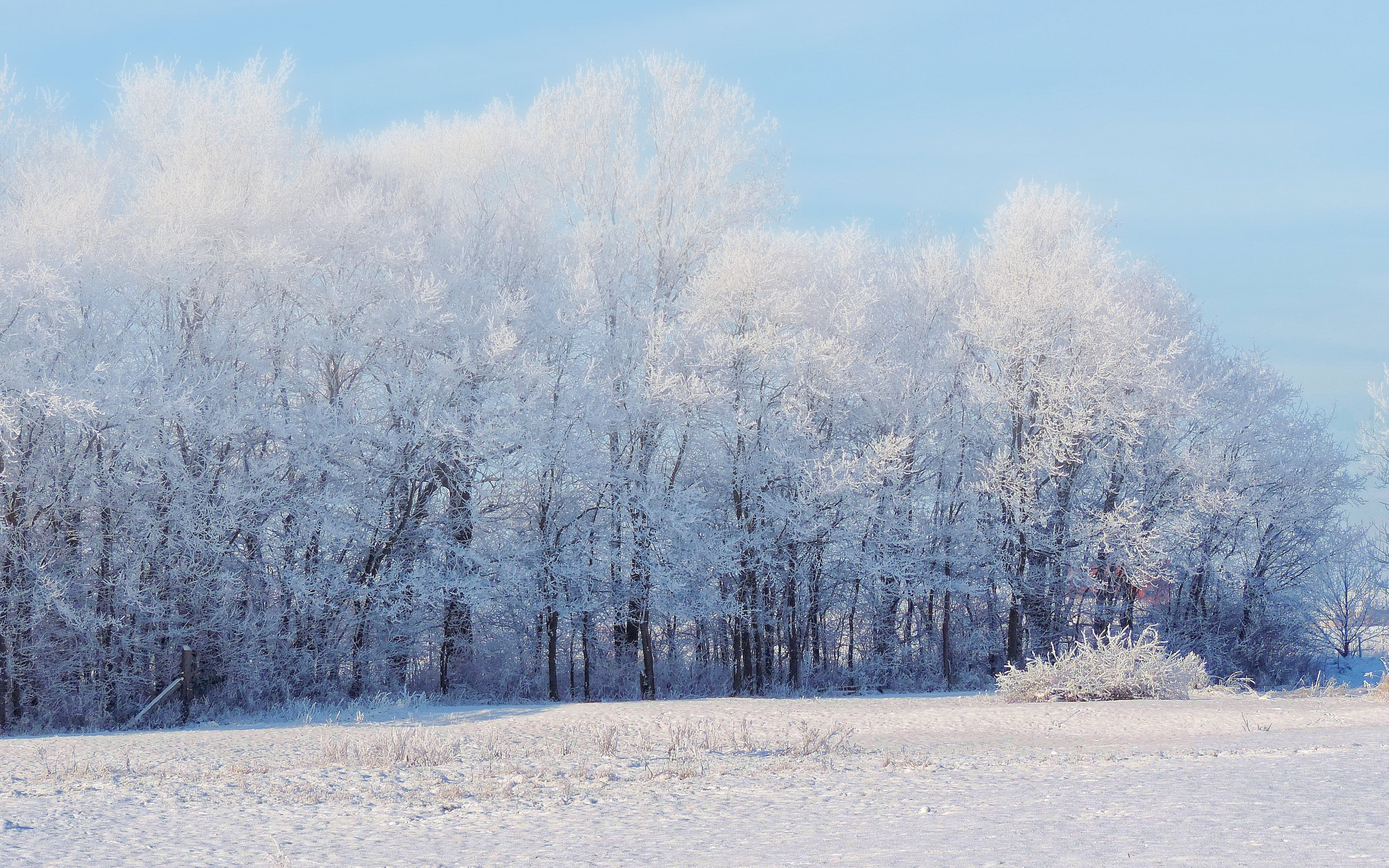 winter backgrounds, forest, download 3840x2400 forest, snow, 4K, Landscape, trees, HD Wallpaper