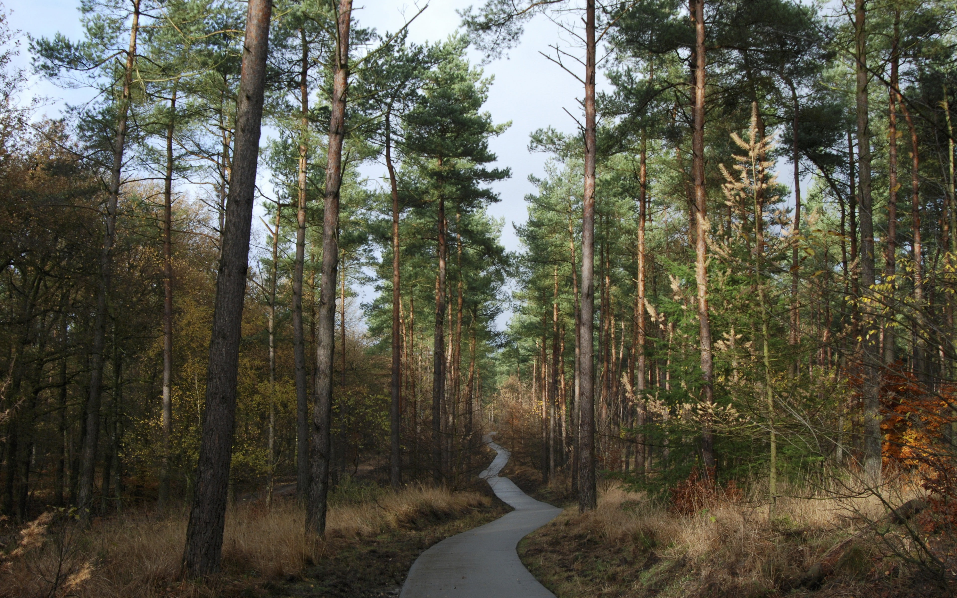download 3840x2400 forest, forest, pathway, trees backgrounds, 4K, HD Wallpaper