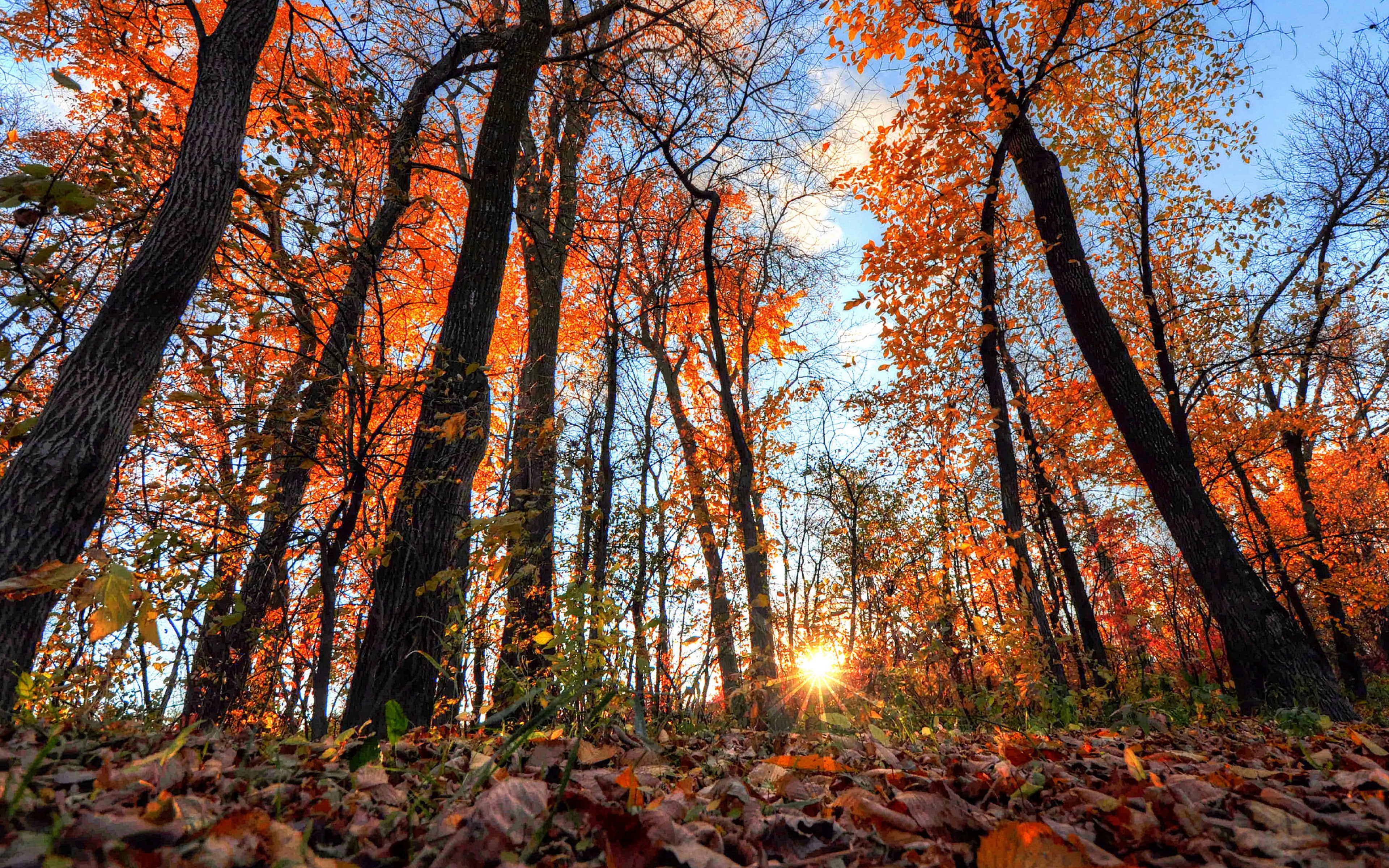 light, download 3840x2400 forest, rays, trees backgrounds, 4K, forest, HD Wallpaper
