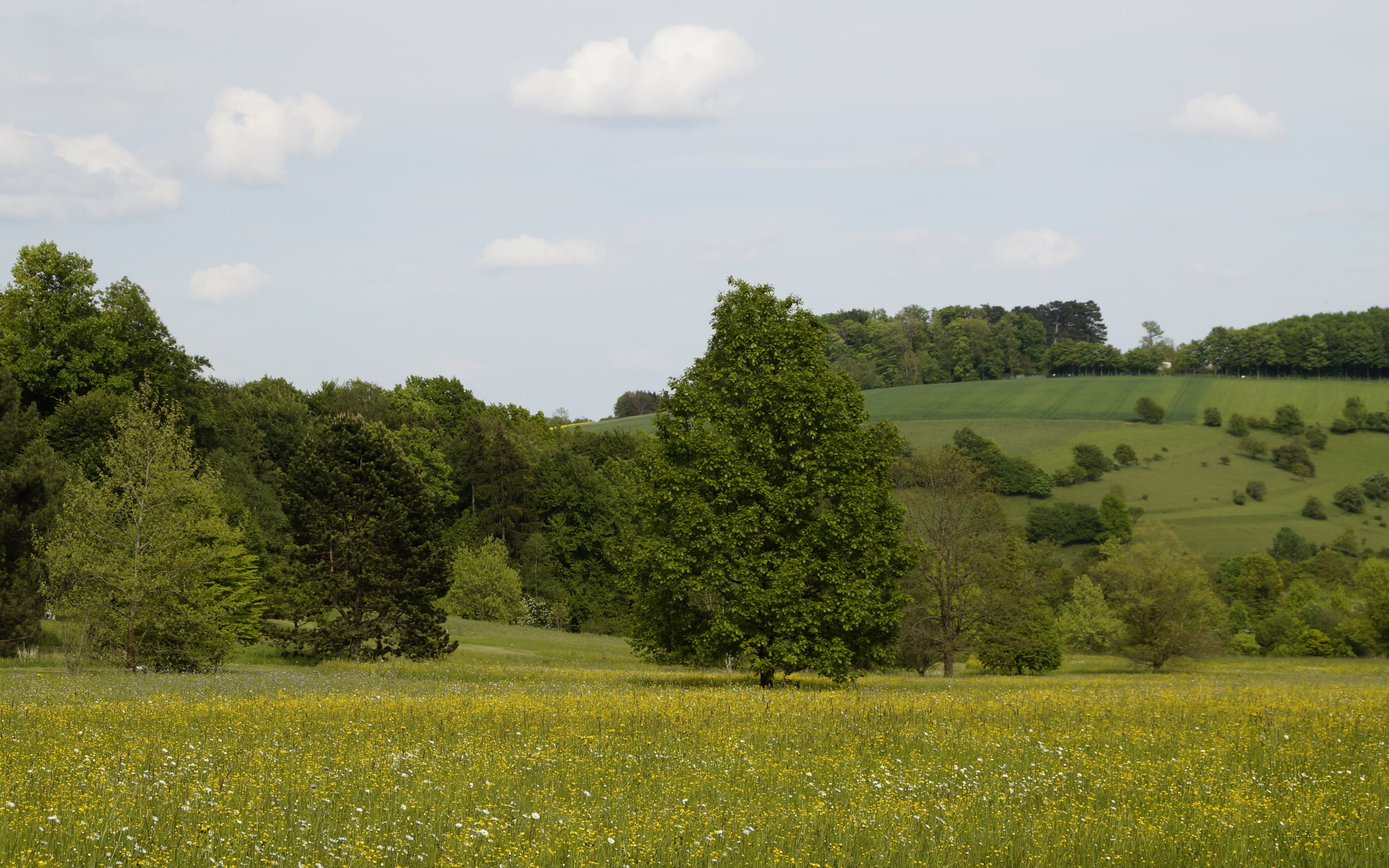 4K, germany, Download 3840x2400 germany, grass, forest backgrounds, HD Wallpaper