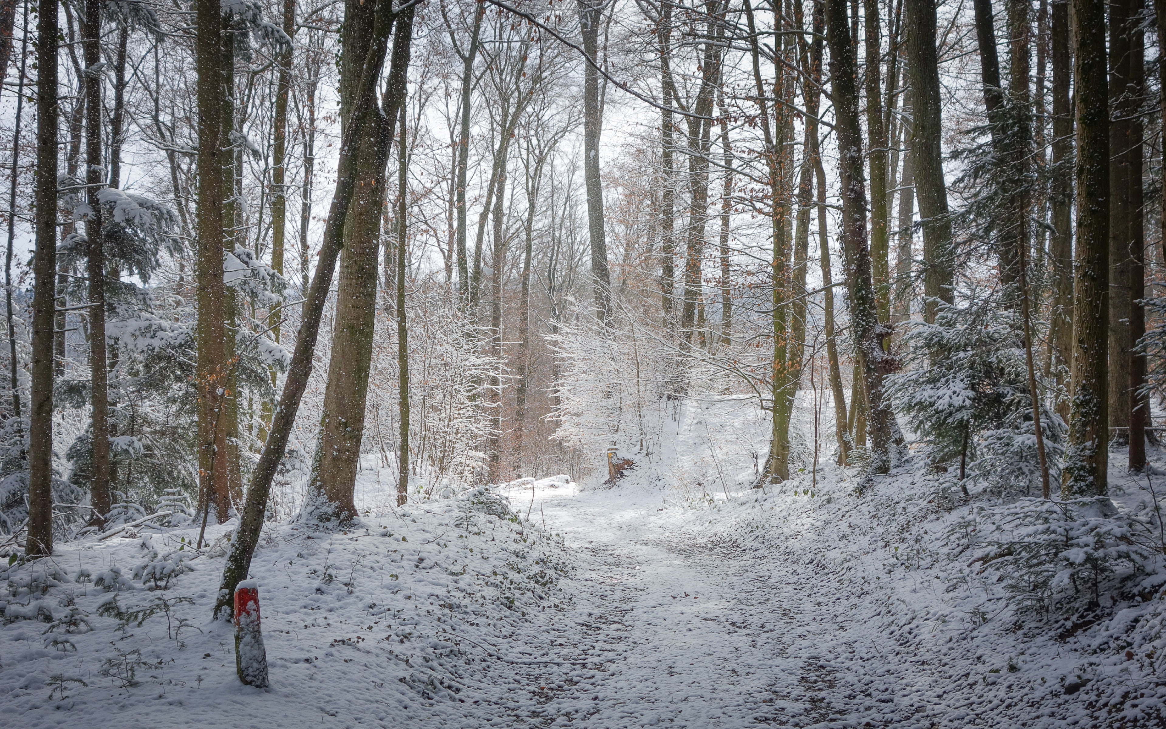 trail, 4K, Winter, road, forest backgrounds, trees, download 3840x2400 road, HD Wallpaper