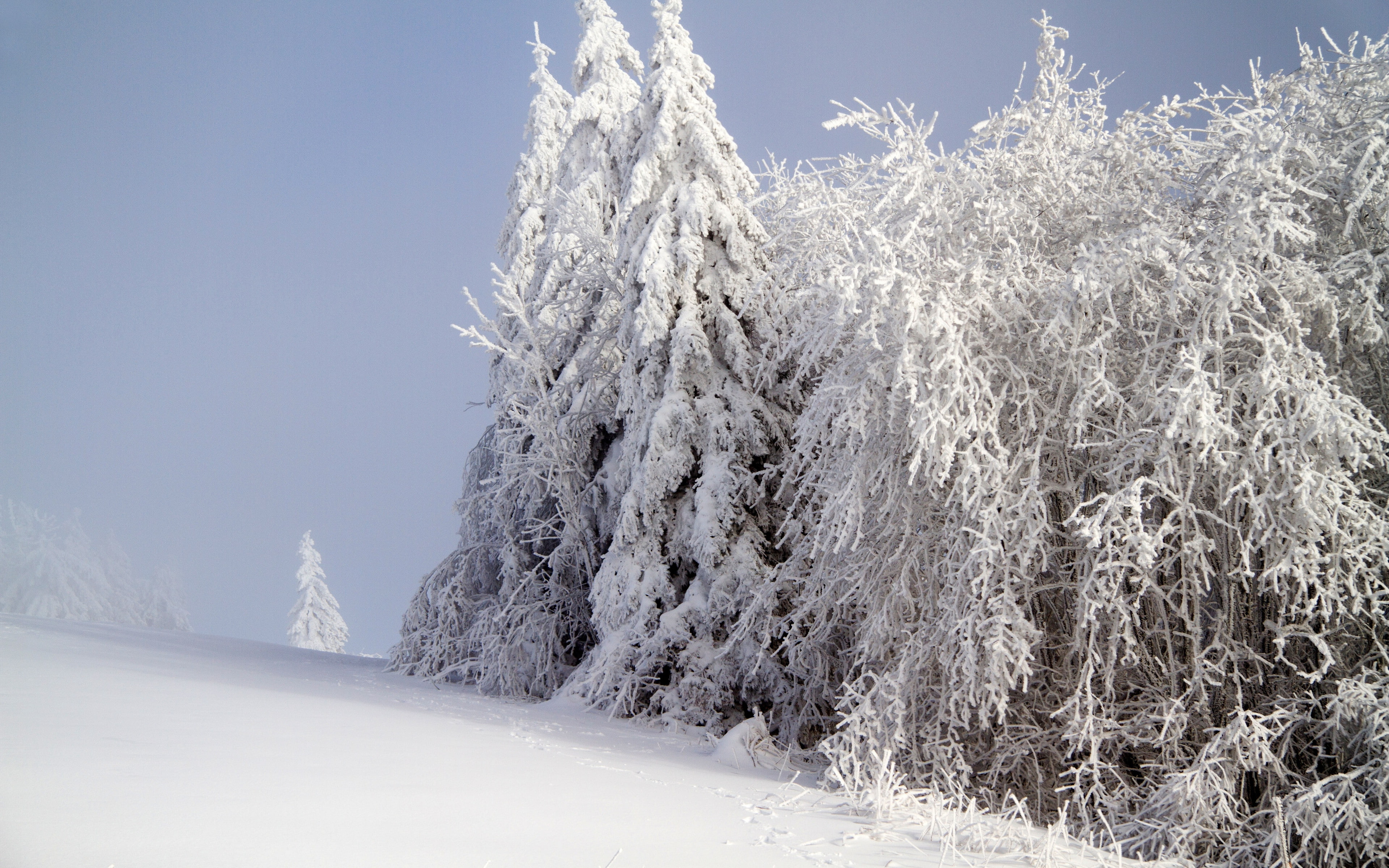 forest, 4K, snow, winter backgrounds, download 3840x2400 forest, HD Wallpaper