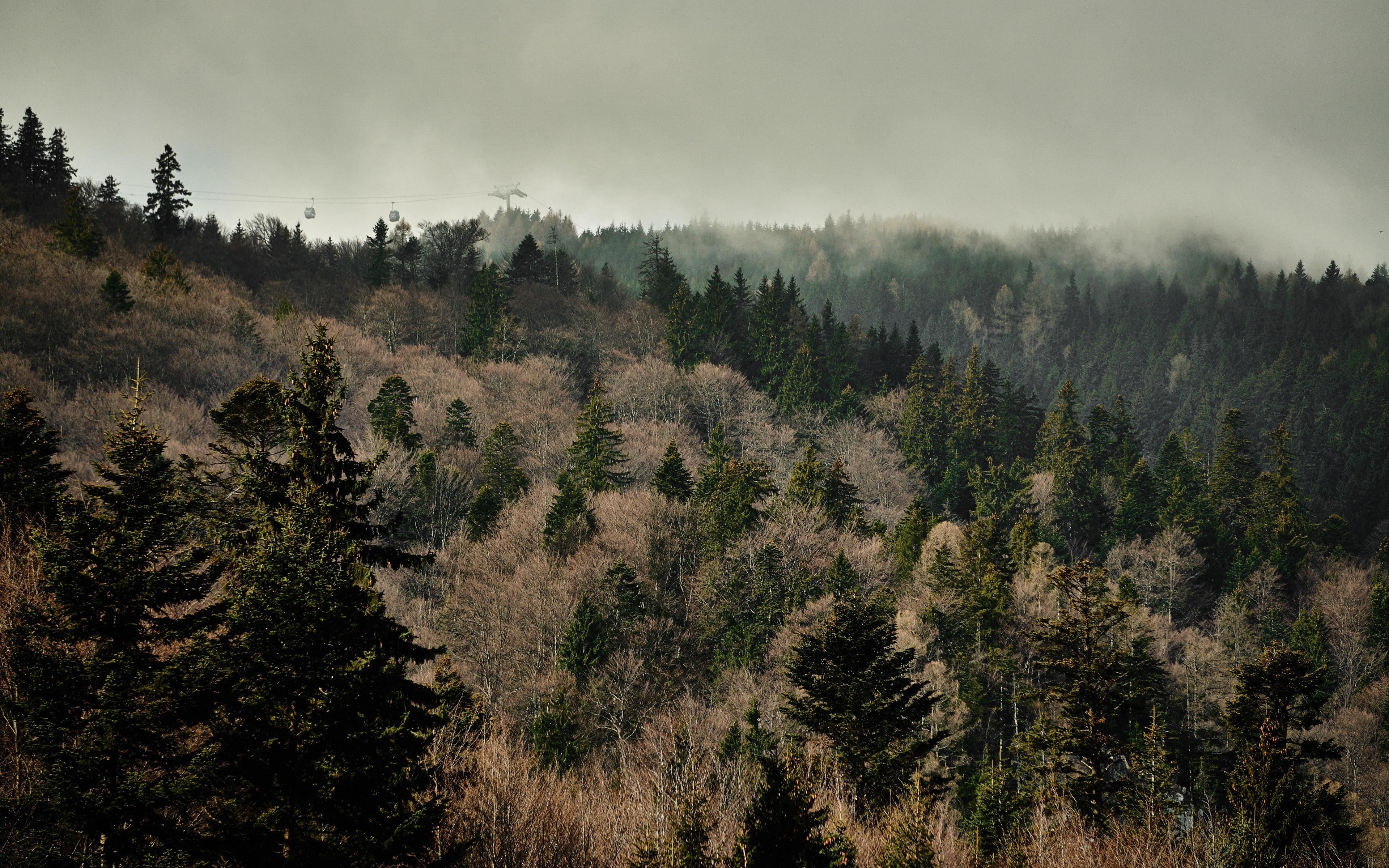 download 3840x2400 forest, trees backgrounds, Fog, 4K, forest, HD Wallpaper