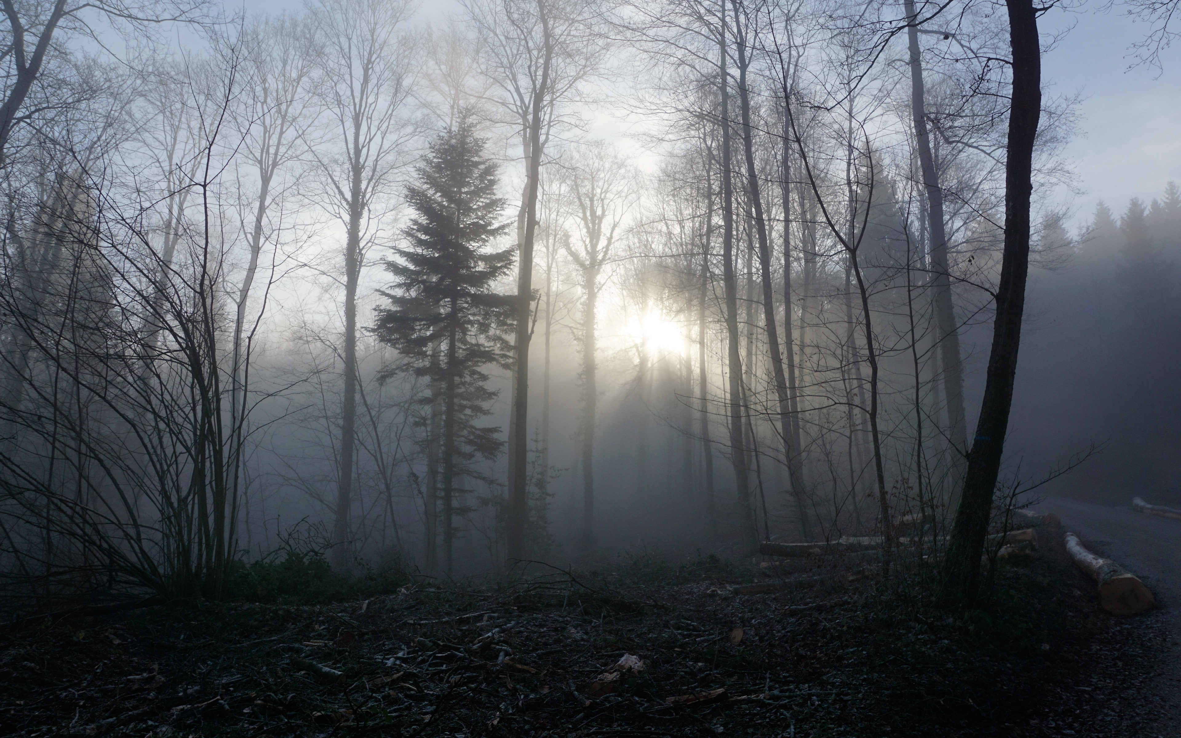 trees, fog backgrounds, forest, download 3840x2400 forest, 4K, HD Wallpaper