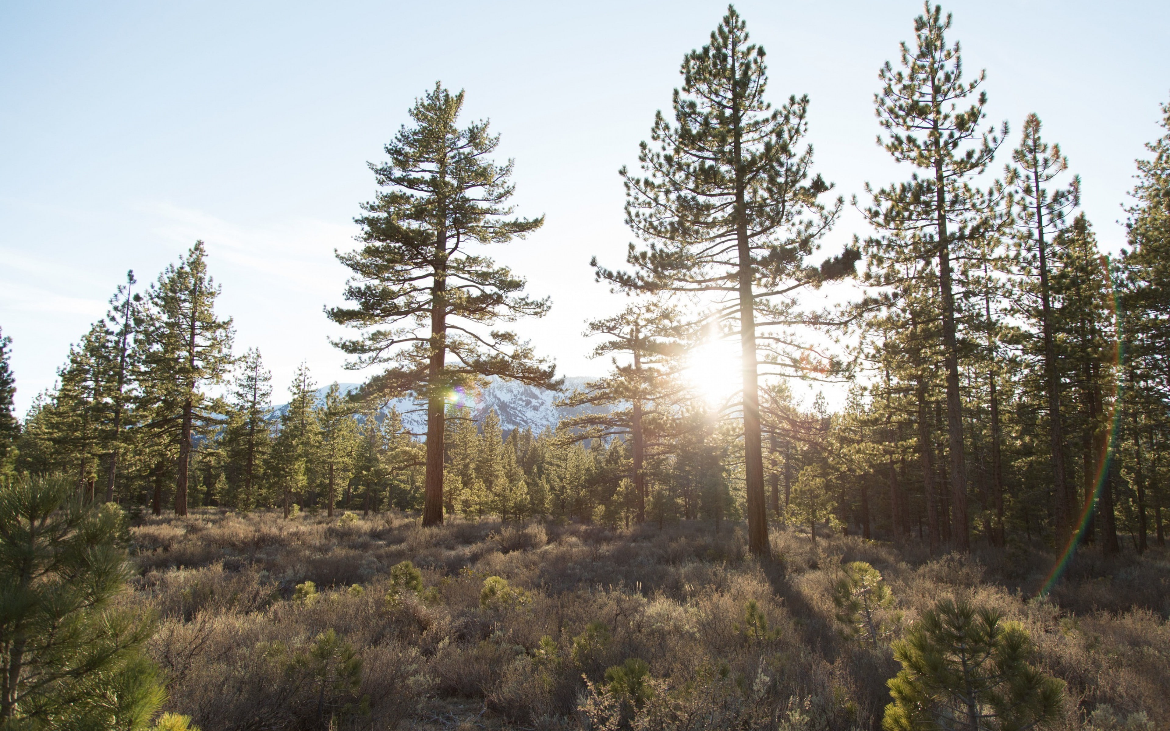 forest backgrounds, sunlight, trees, grass, 4K, download 3840x2400 trees, HD Wallpaper