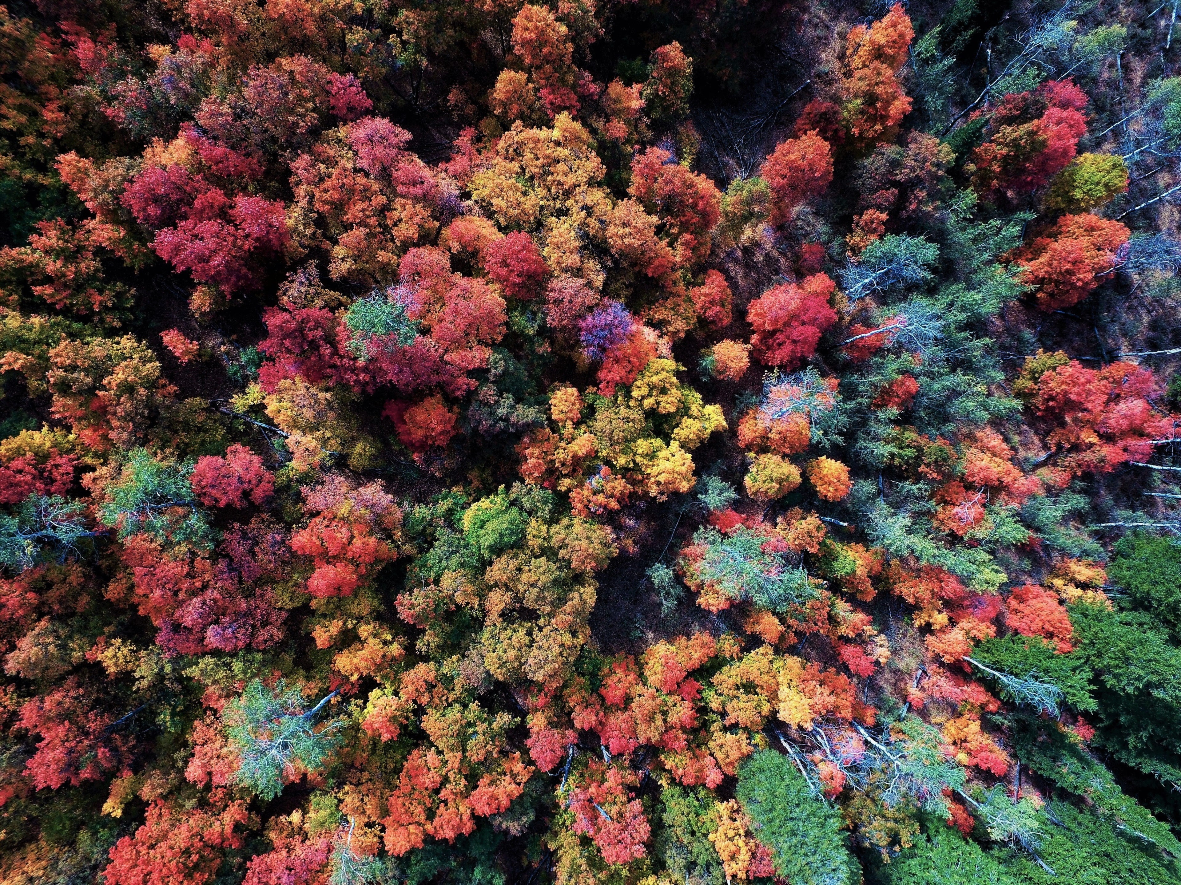 beauty in nature, change, abundance, marine, high angle view, nature, tranquility, pink color, green color, backgrounds, outdoors, growth, multi colored, HD Wallpaper