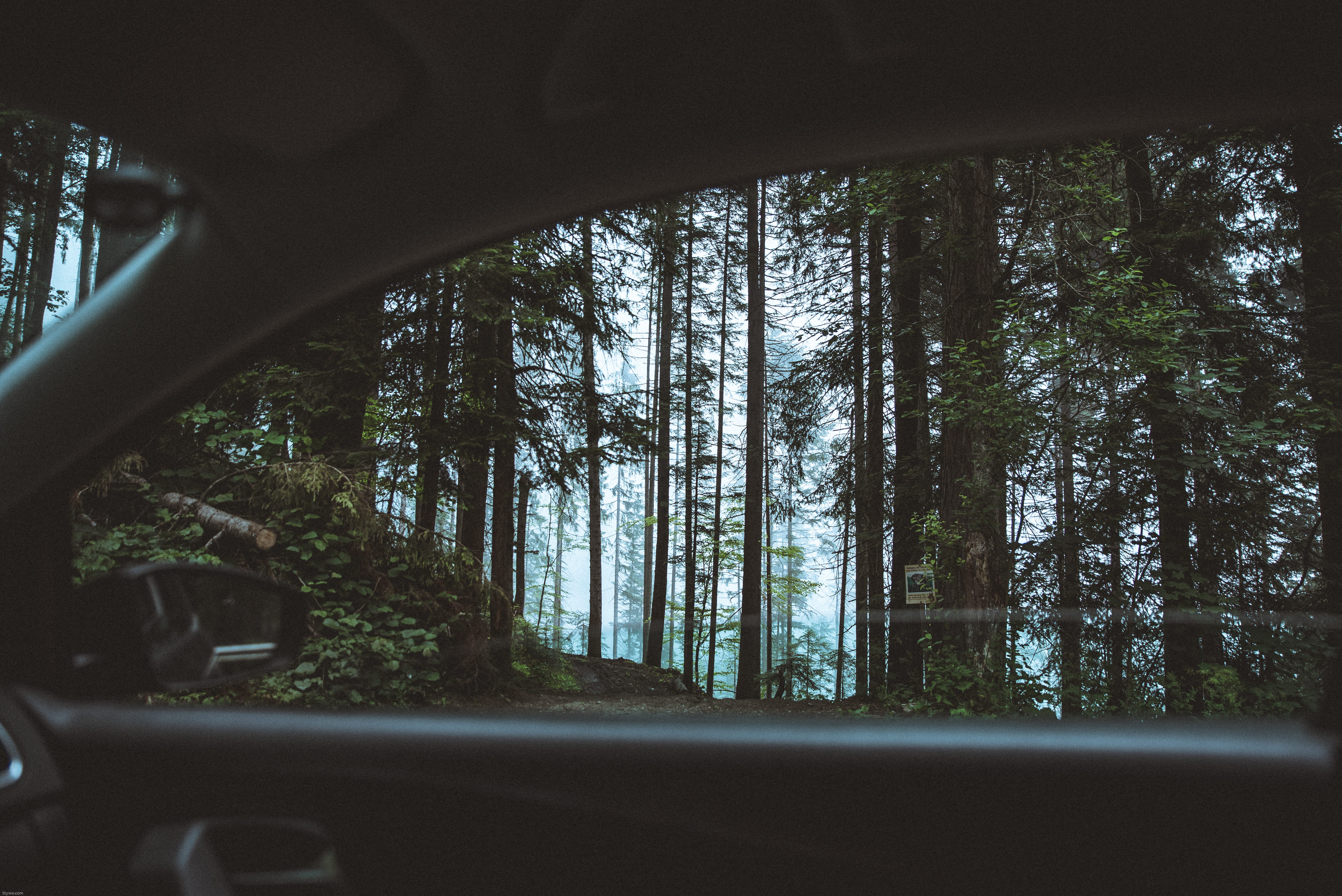 woods, growth, 5K, nature, forest, glass - material, day, land, woodland, motor vehicle, background image, transportation, desktop background, HD Wallpaper