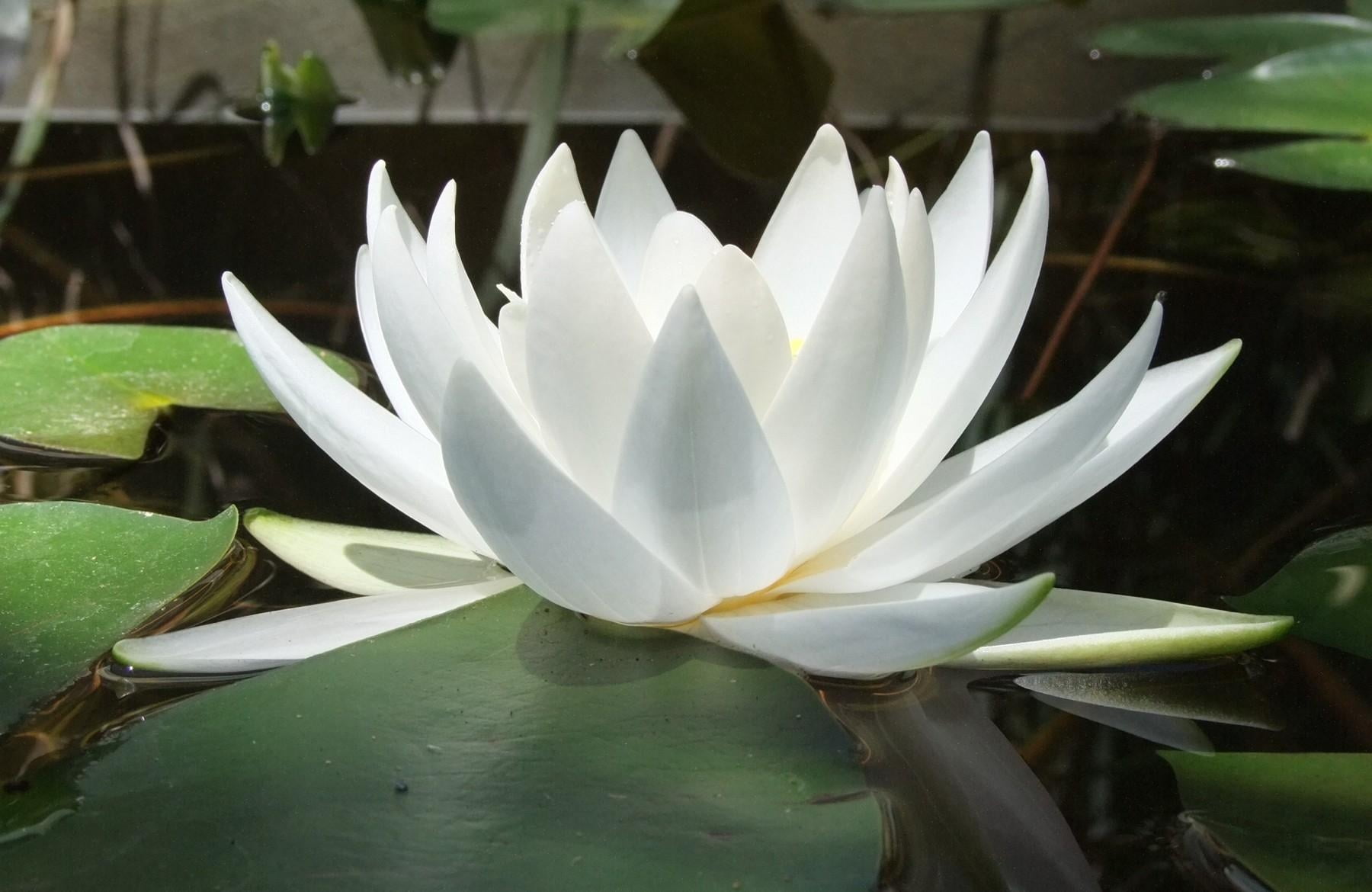 white color, inflorescence, green Color, water Lily, summer, flower, aquatic, petal, freshness, lily, single Flower, vulnerability, leaves, nature, tropical Climate, HD Wallpaper
