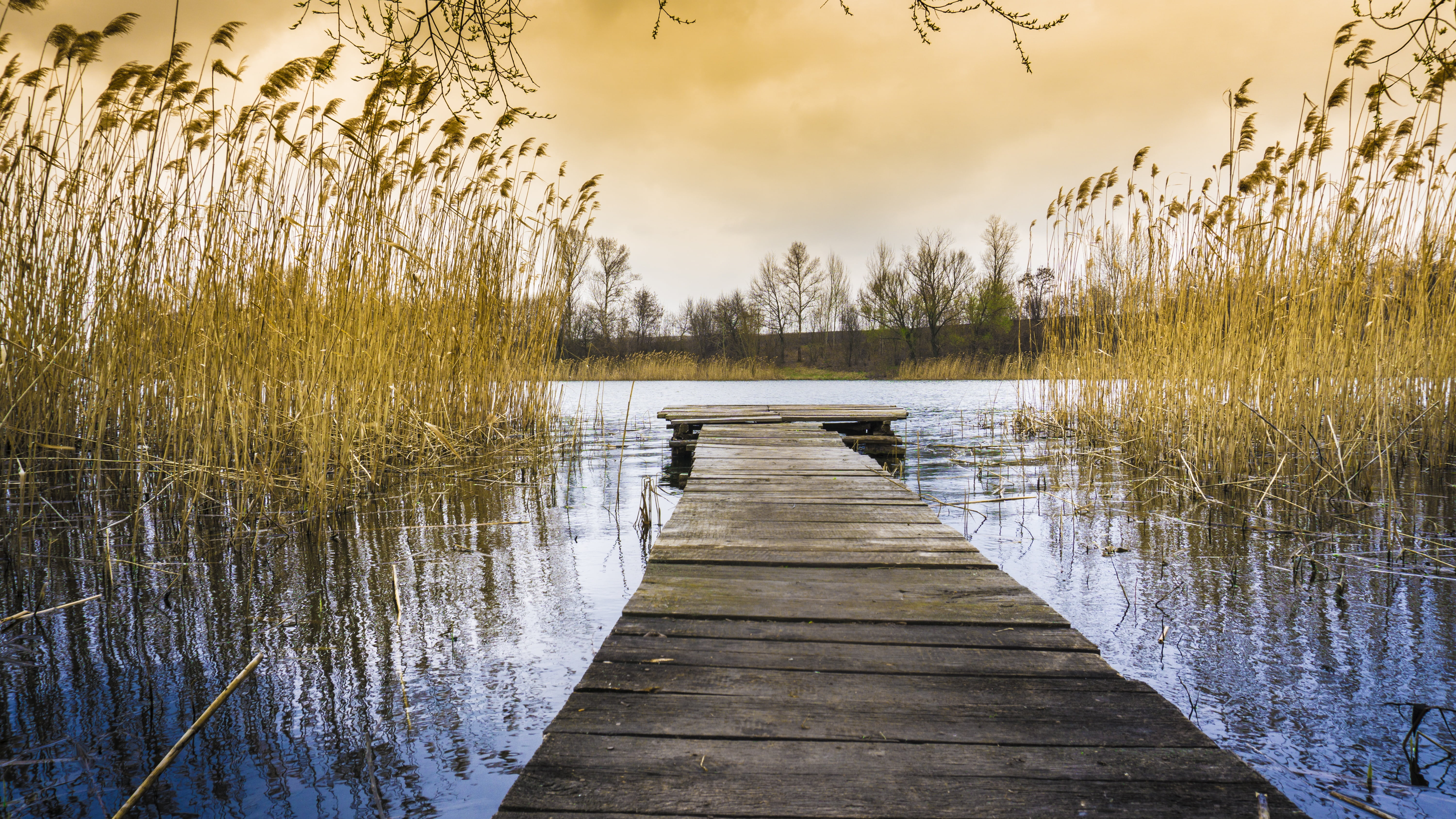 scenics, the way forward, tranquility, no people, beauty in nature, footpath, day, wood, reflection, reed - grass family, tree, long, direction, tranquil scene, HD Wallpaper