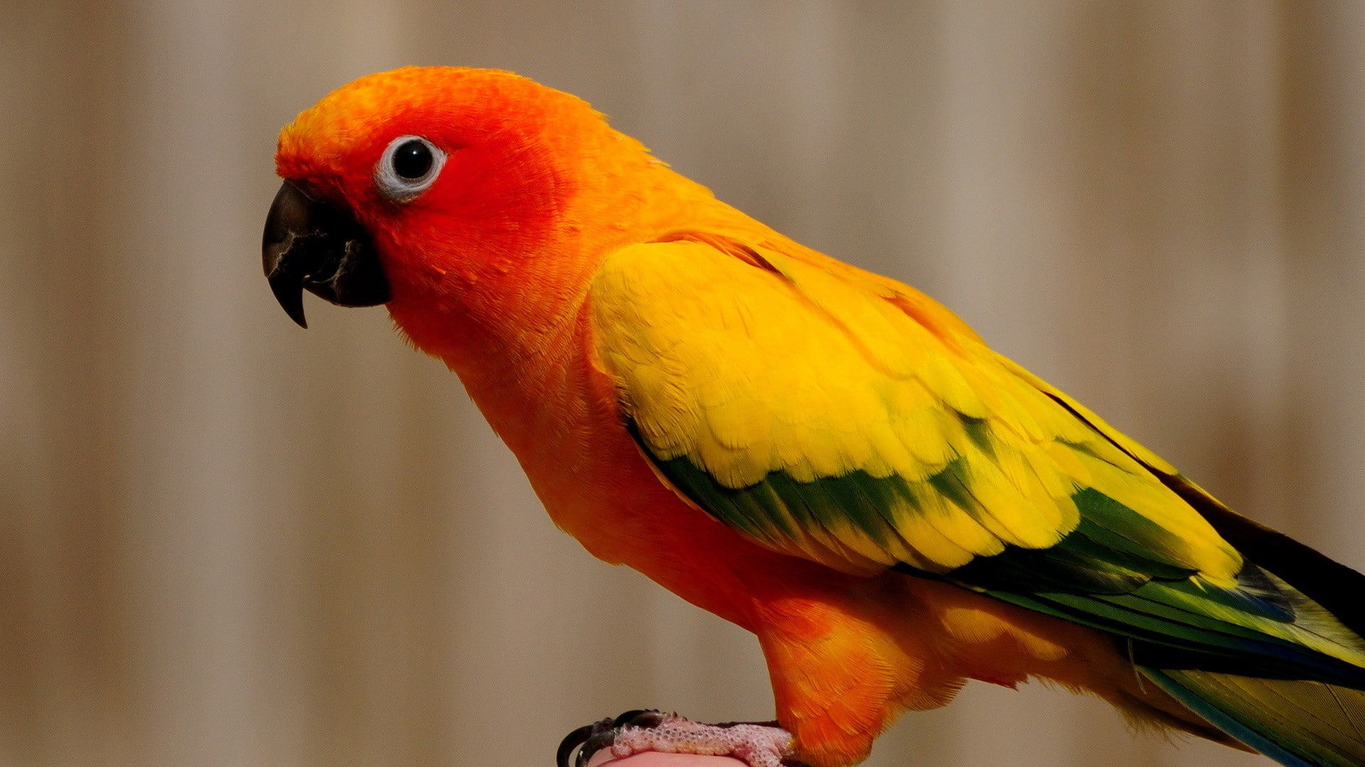 parrots, conures, sun, birds, conure, 1080P, HD Wallpaper