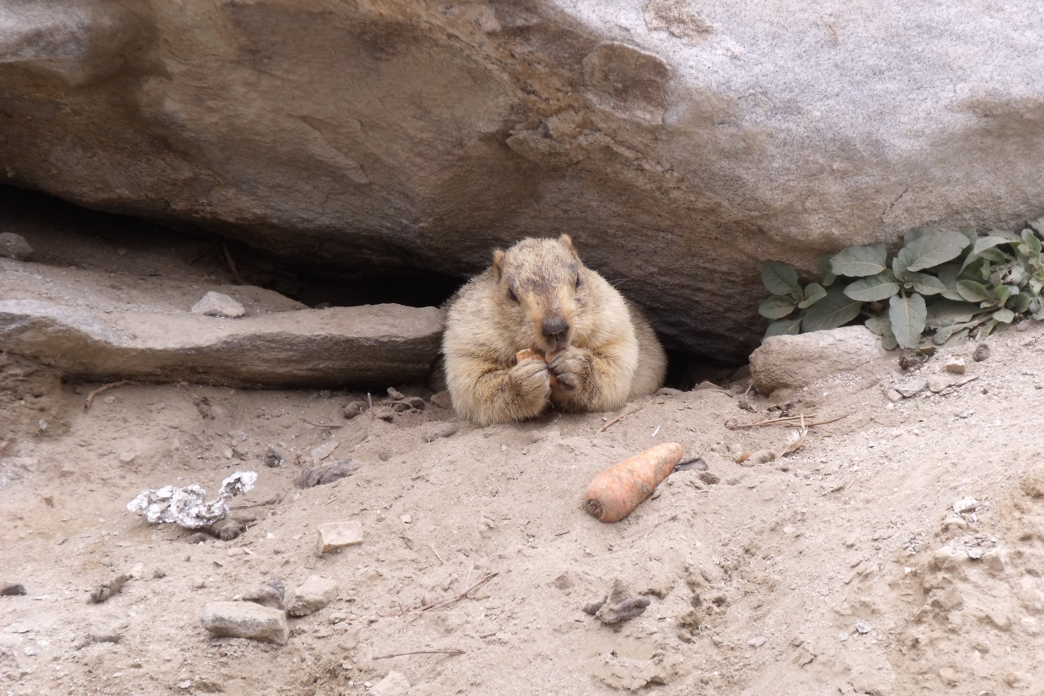 high angle view, rock, outdoors, vertebrate, creature, no people, nature, animals in the wild, animal themes, rodent, animal wildlife, wildlife, mammal, HD Wallpaper