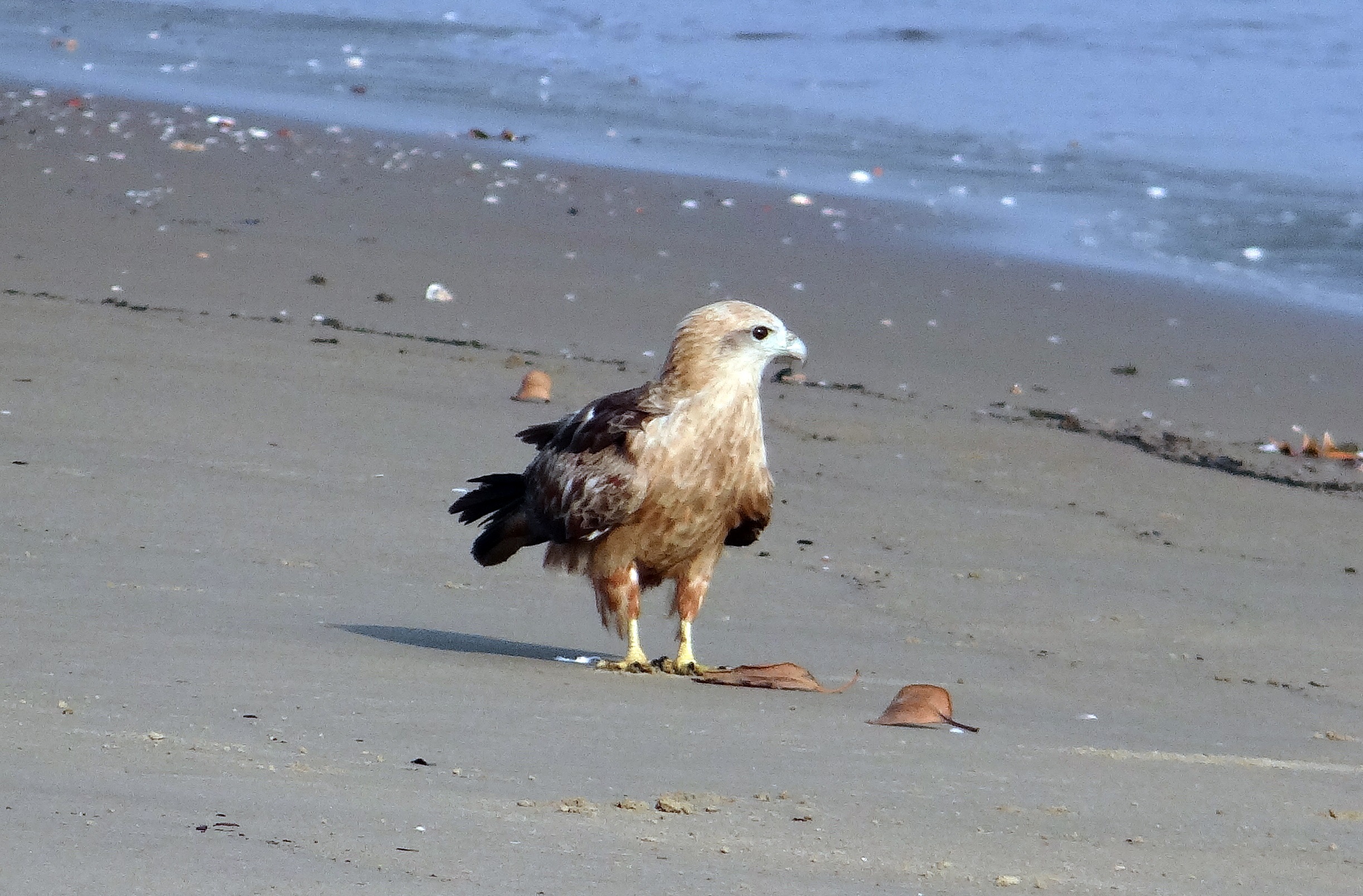 brahminy kite, sunlight, india, sea, animals in the wild, no people, beach, karnataka, aghanashini, beauty in nature, animal, land, sand, bank, sea-eagle, HD Wallpaper